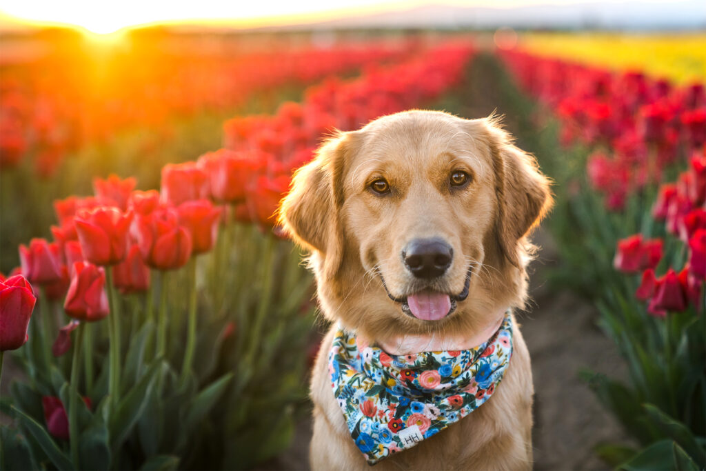 Golden retriever dog in the tulip fields at sunrise at the Wooden Shoe Tulip Farm in Woodburn, Oregon