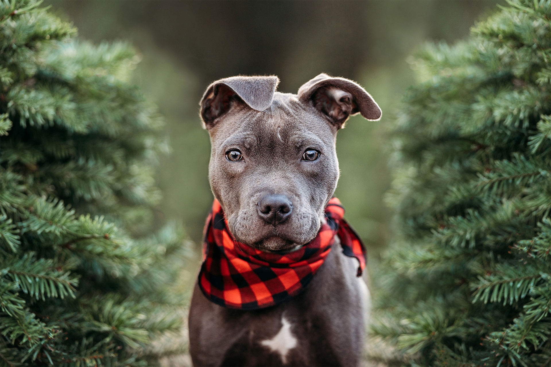 Puppy at a Christmas tree farm in Oregon wearing a red plaid bandana