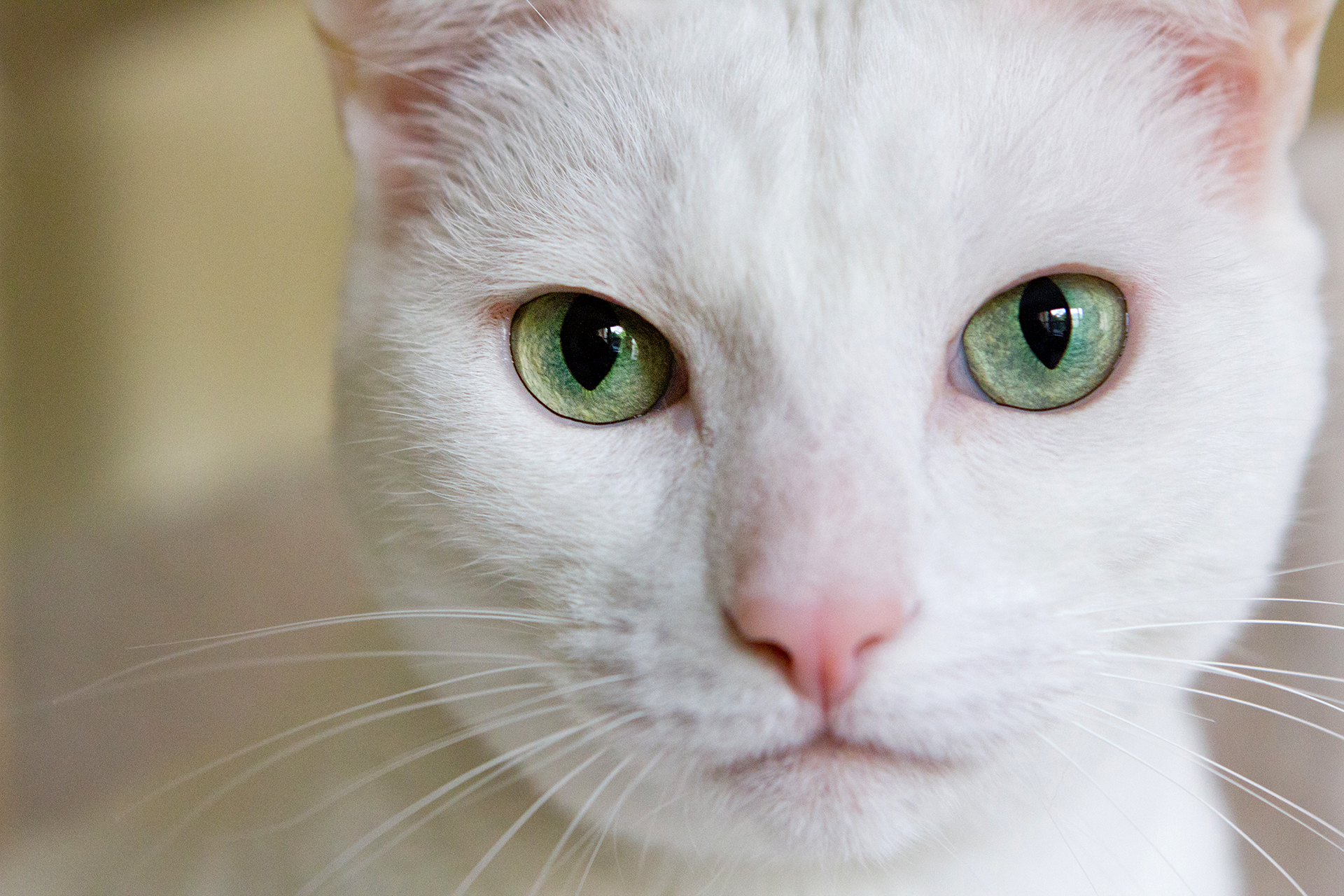 close up of white cat with green eyes