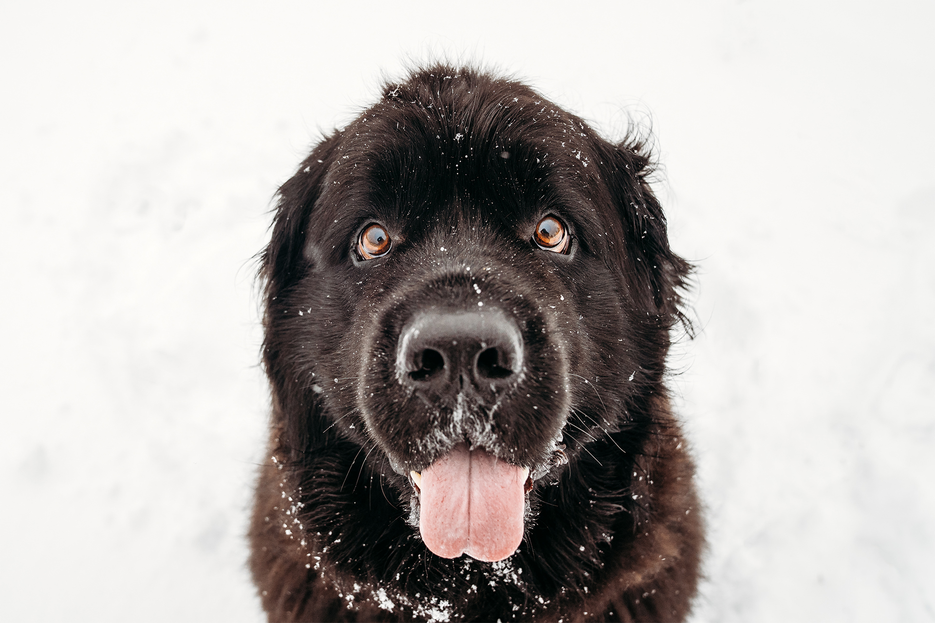 Newfoundland dog making a funny face in the snow in Oregon