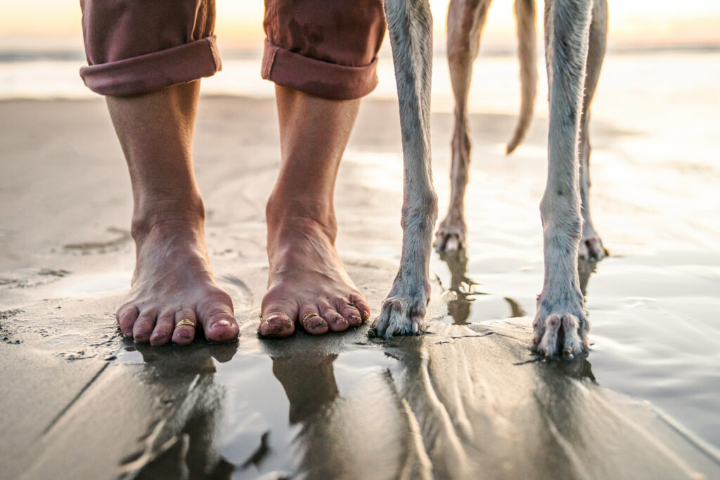 sandy feet and paws on the beach