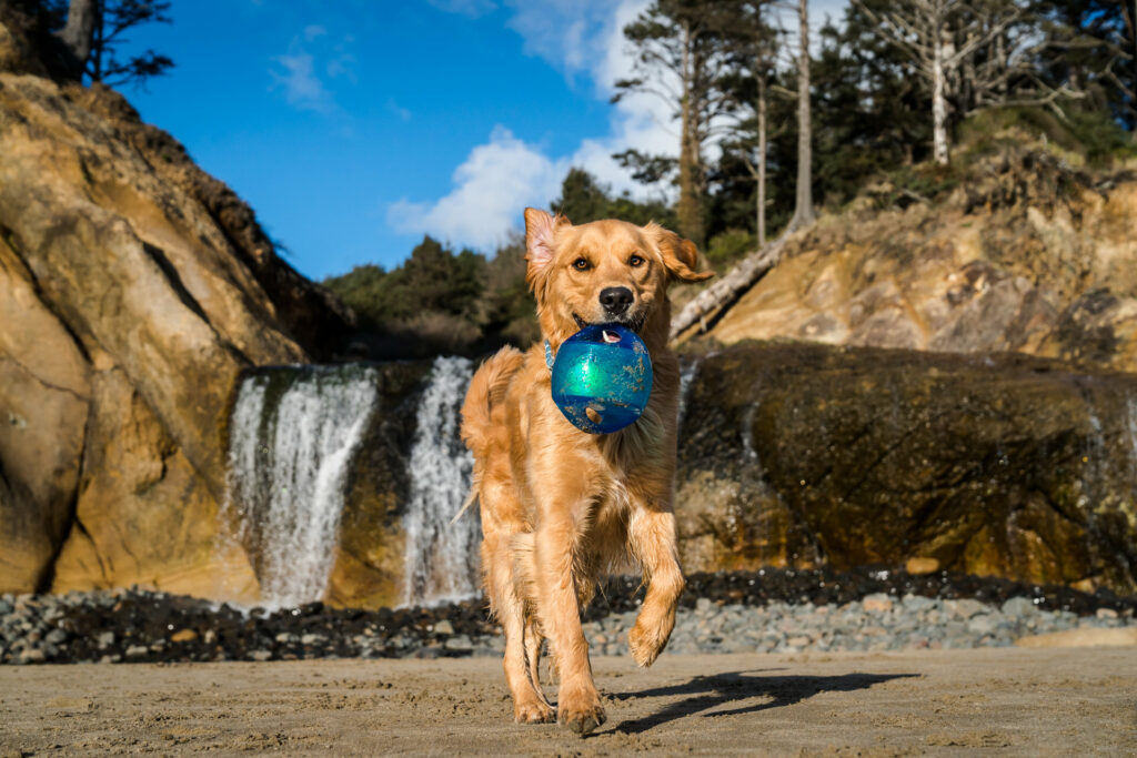 Dog runs with toy in his mouth on a beach with a waterfall
