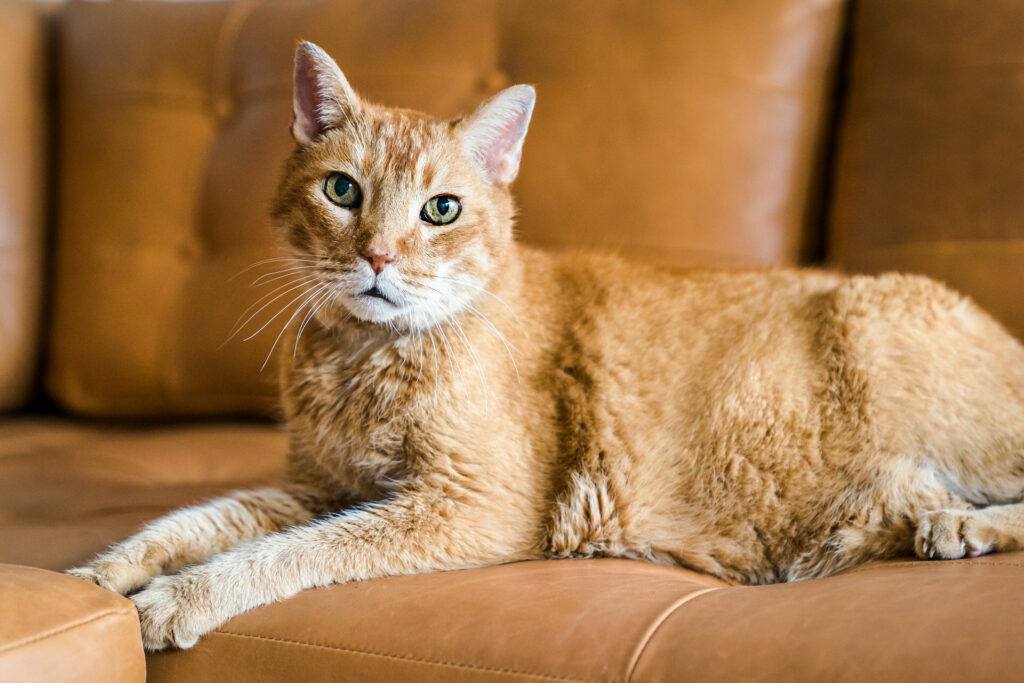 orange cat sits on an orange couch