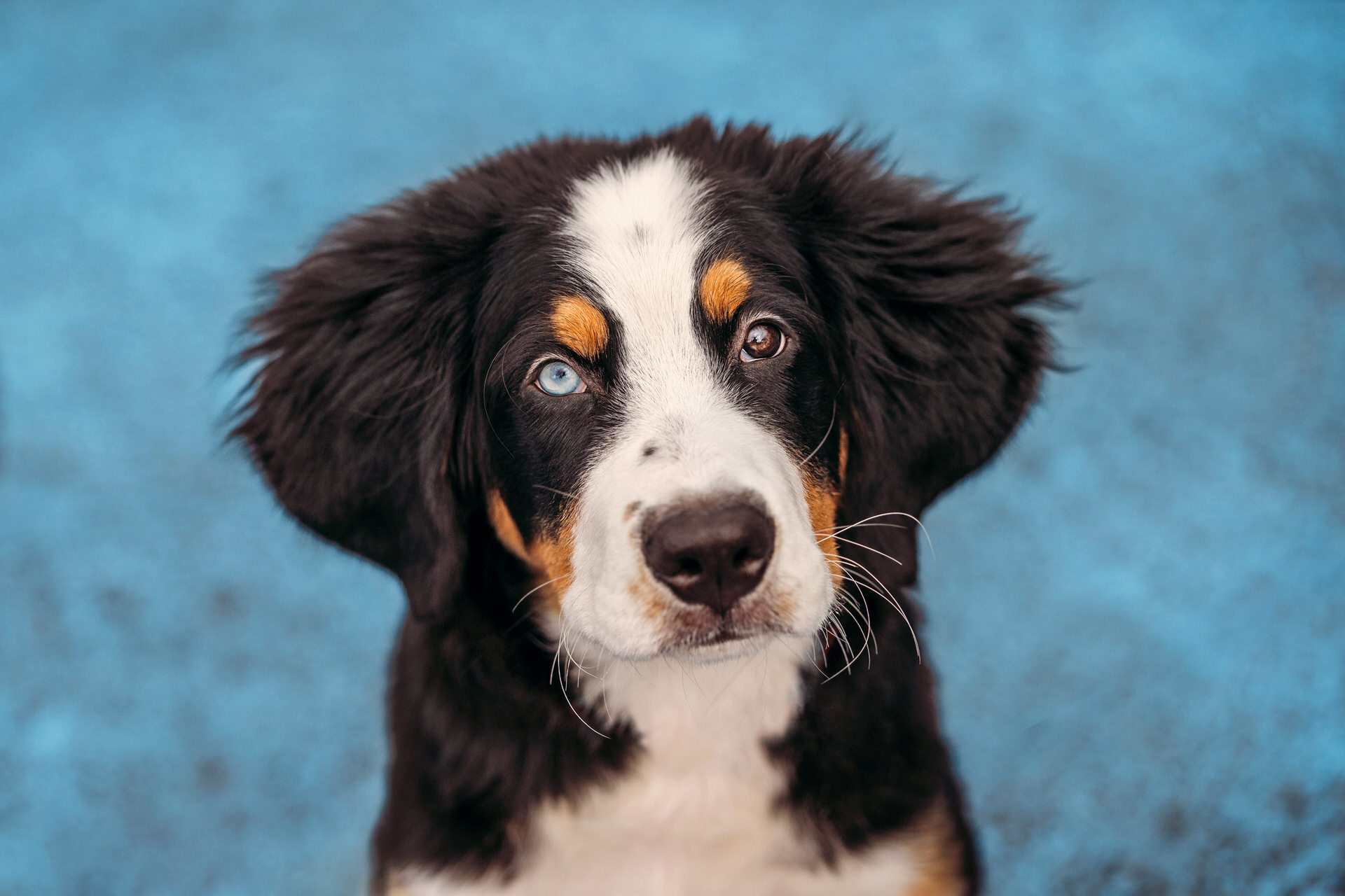 Bernese Mountain Dog puppy with one blue eye on a blue background
