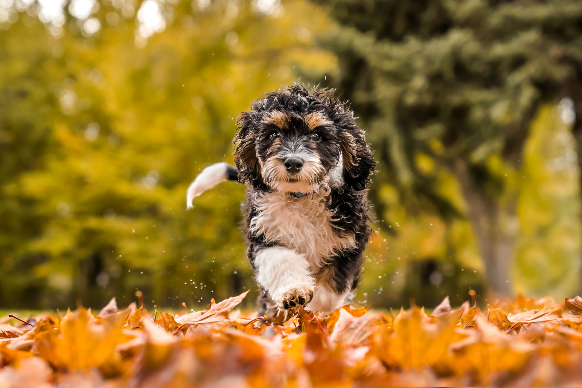 Mini bernedoodle puppy runs through autumn leaves