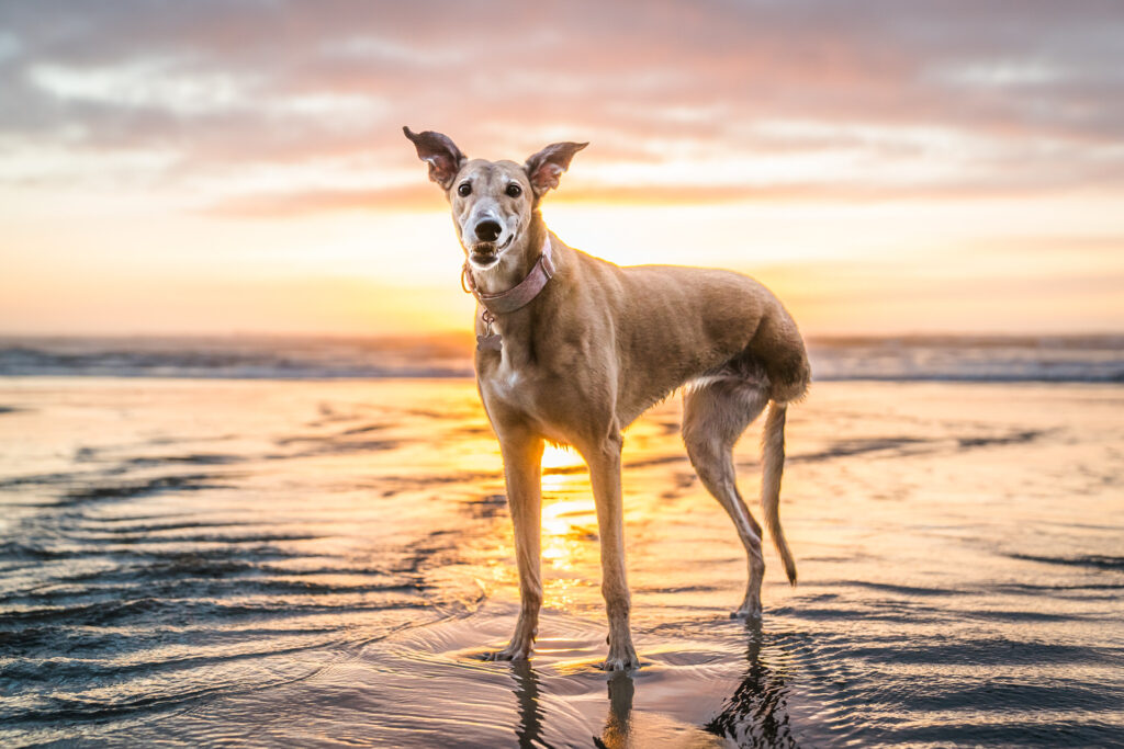 Tripod greyhound dog stands in the water on the Oregon coast in the sunset light
