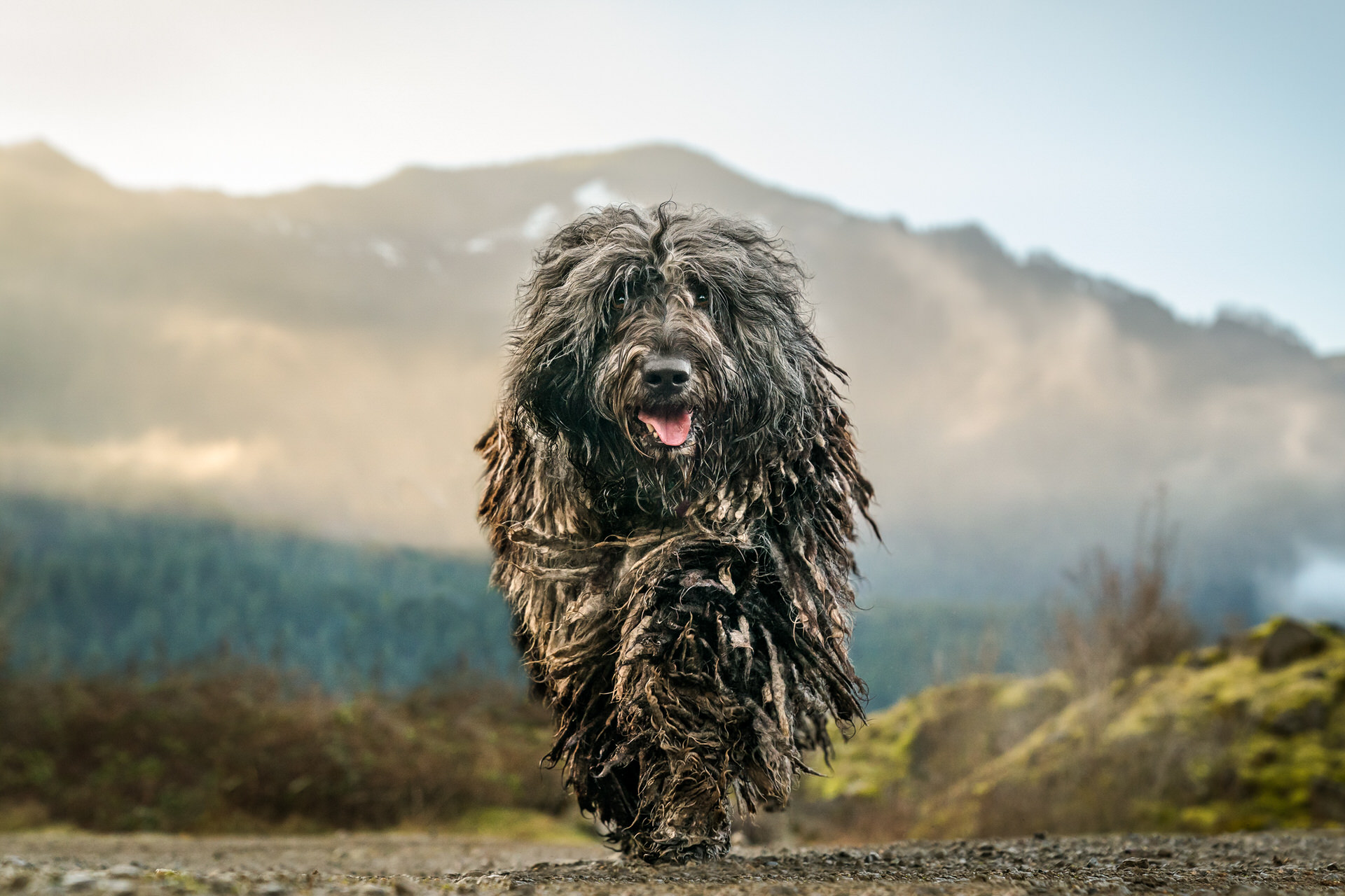 Bergamasco dog runs through hills in the Columbia River Gorge in Oregon