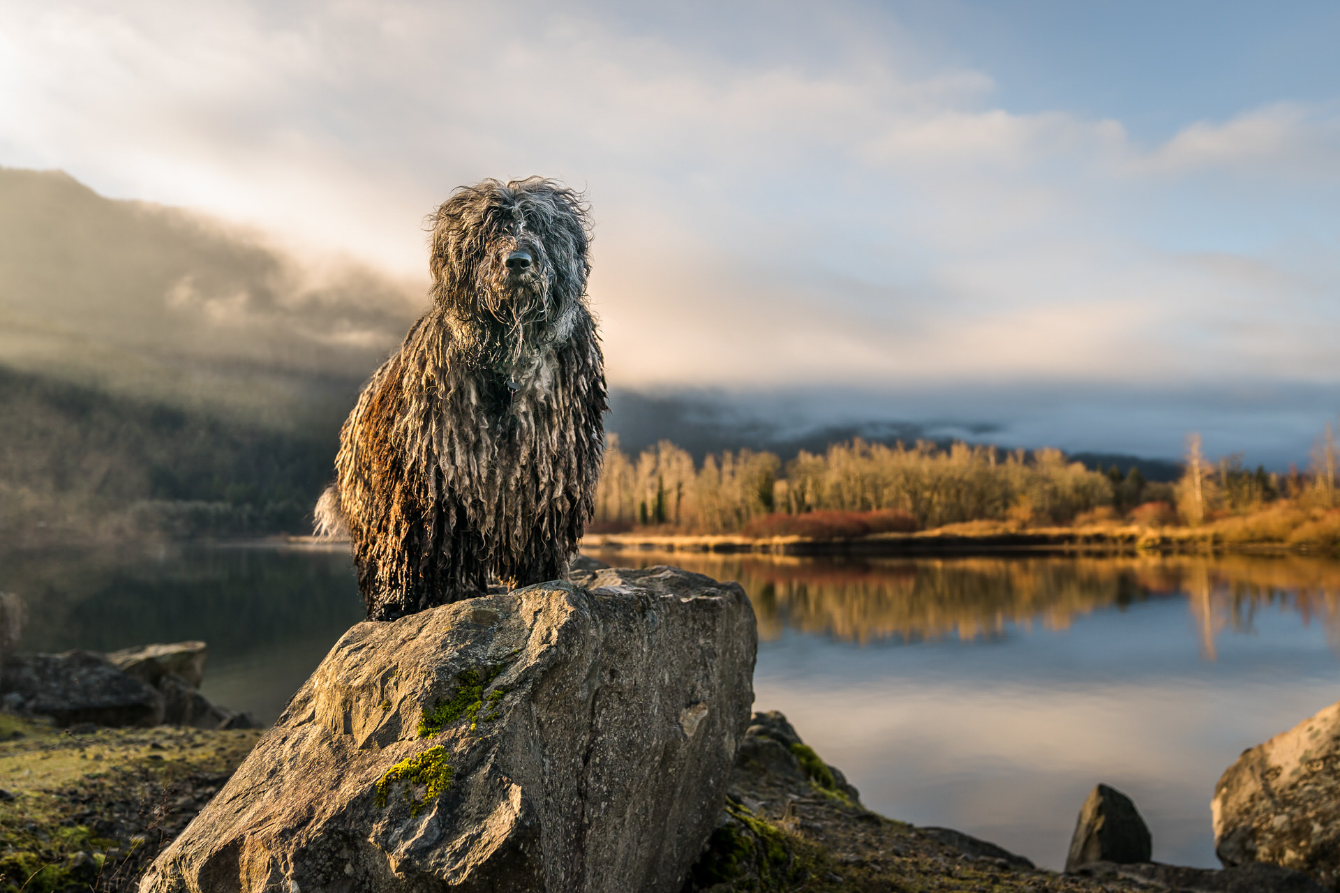 Bergamasco dog stands on a rock by the water