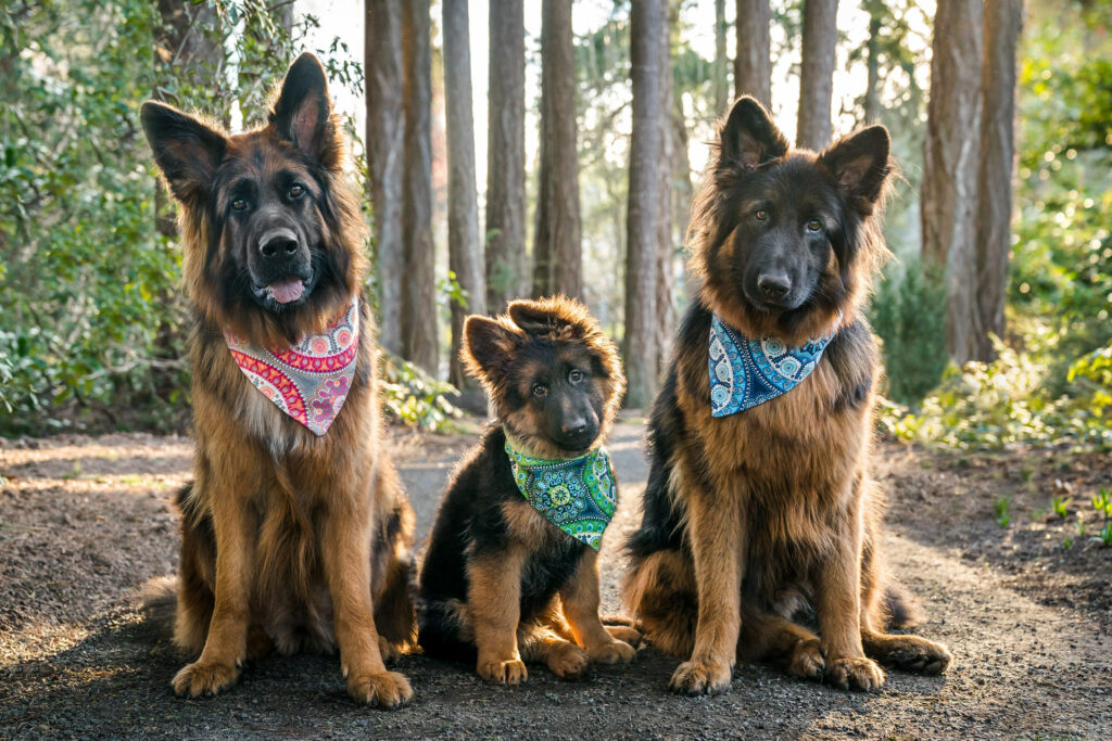 Three german shepherds stand together with all their heads tilting