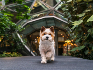 Cute Yorkshire terrier walks outside of the Amazon Spheres in Seattle Washington