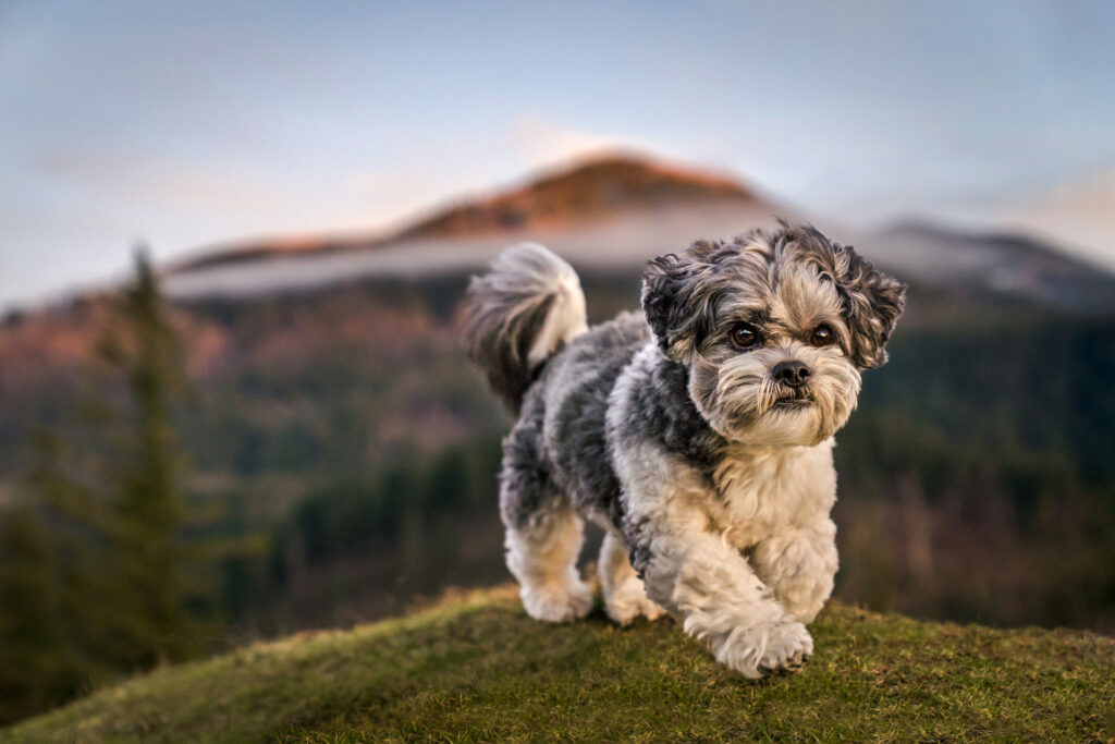 dog running through hills in the Columbia River Gorge