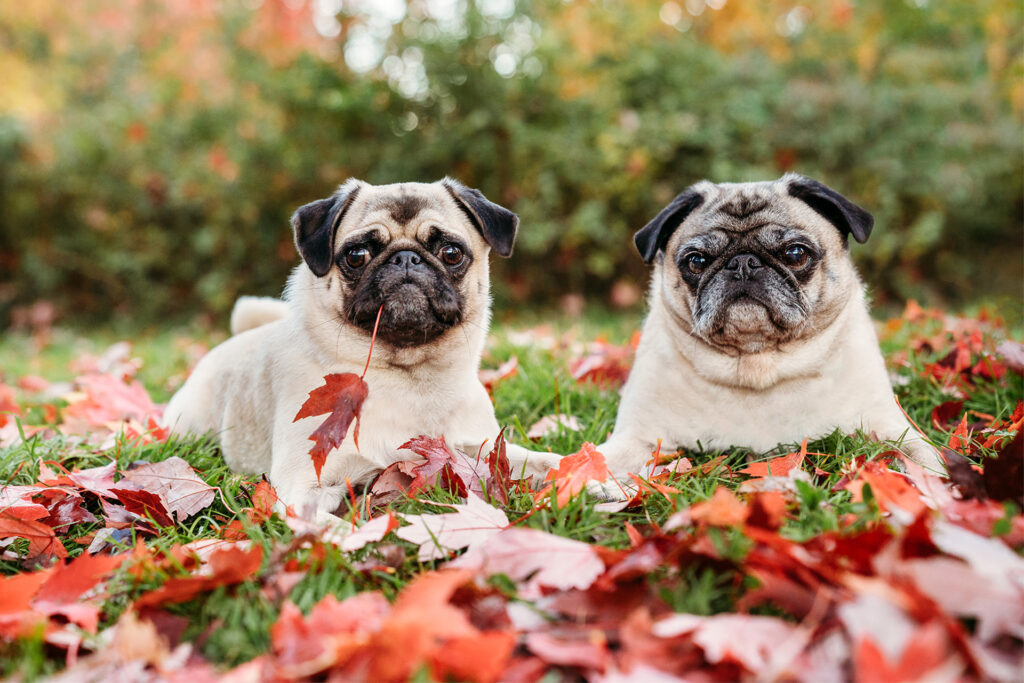pugs sit in grass covered in fallen leaves with a leaf hanging from dog's mouth