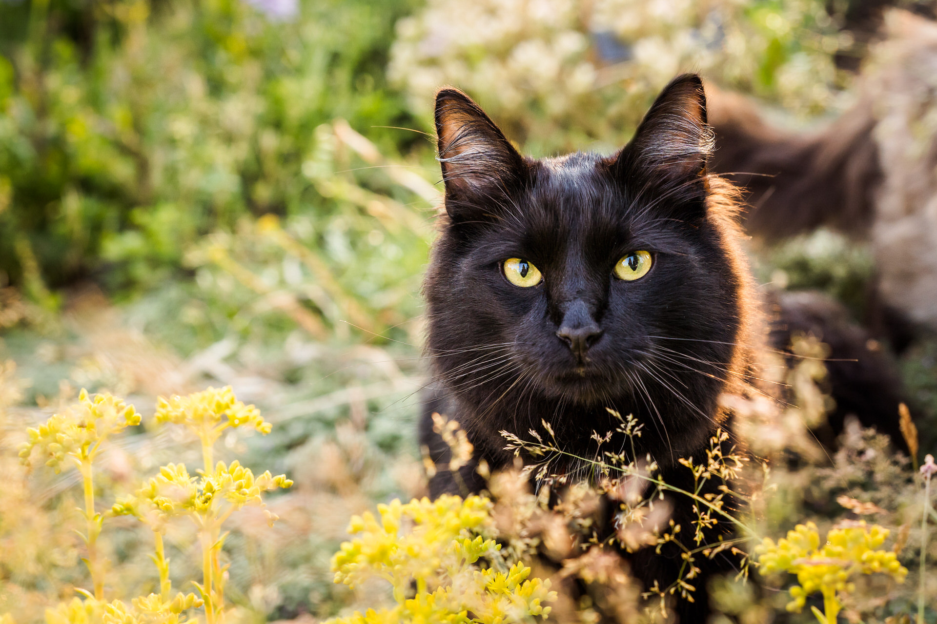 black cat with yellow eyes in a field of flowers