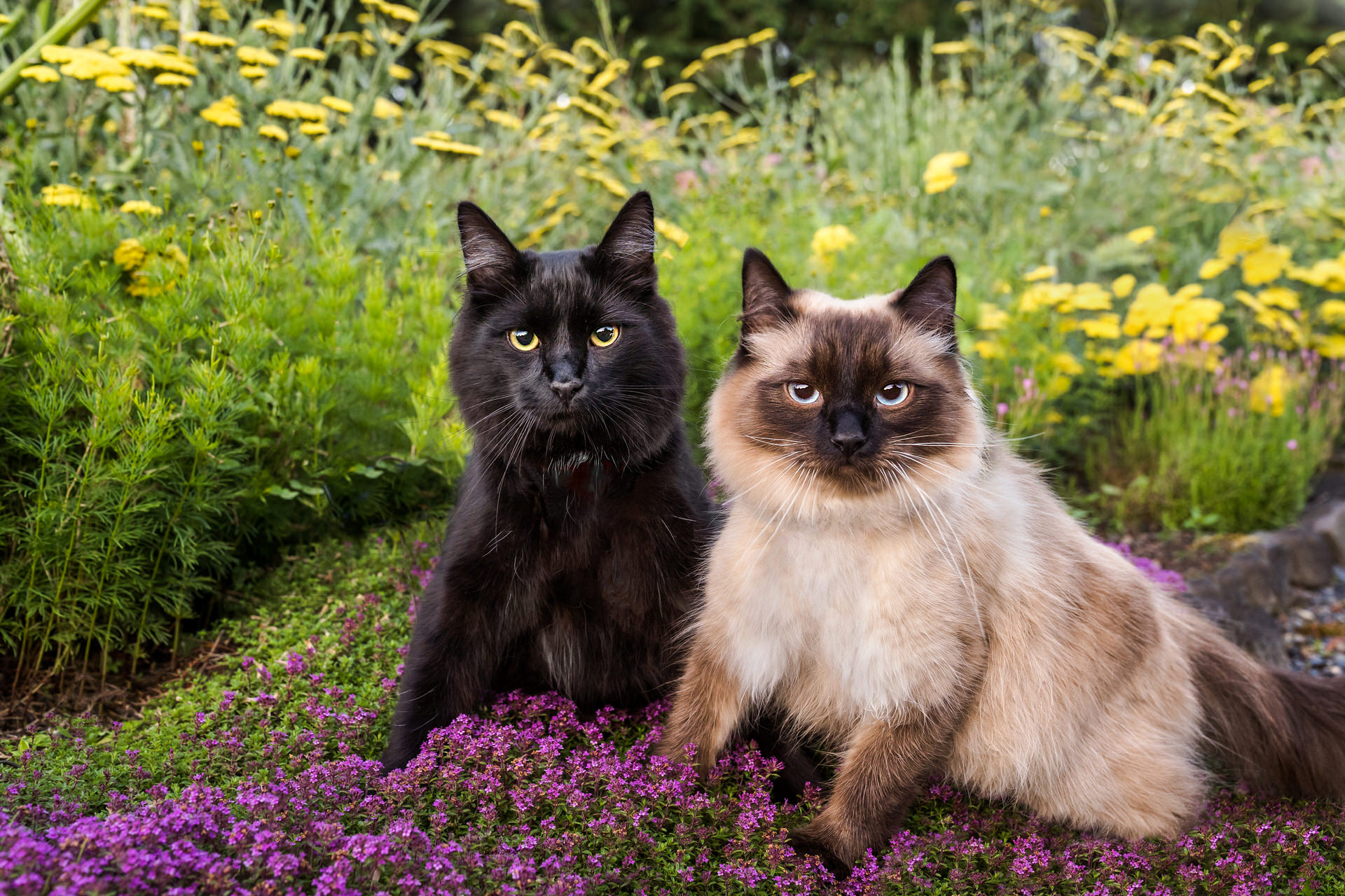 two beautiful cats stand in purple flowers