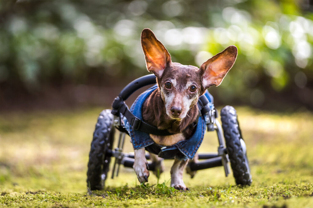 dachshund running in wheelchair with ears flying up