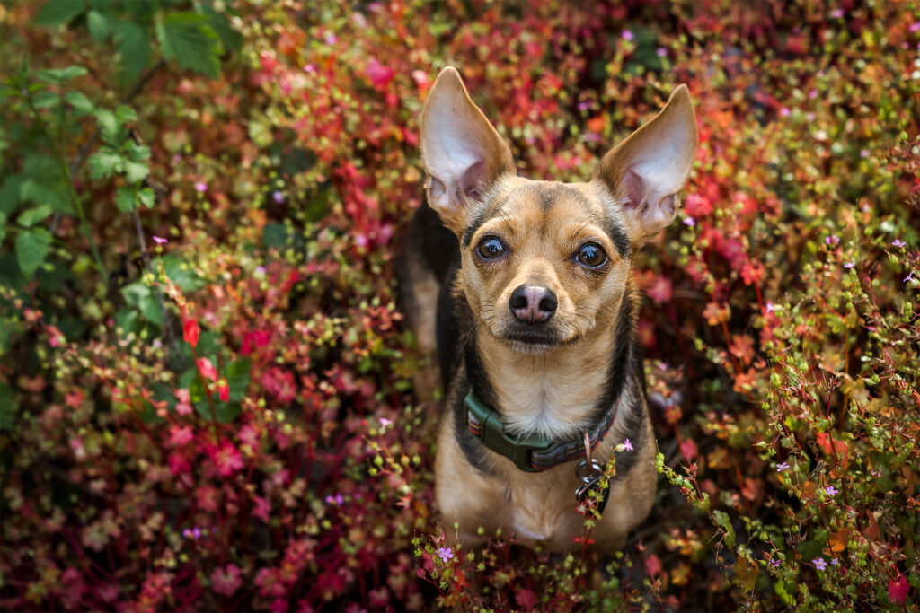 Small dog looks up while sitting in wildflowers in North Portland