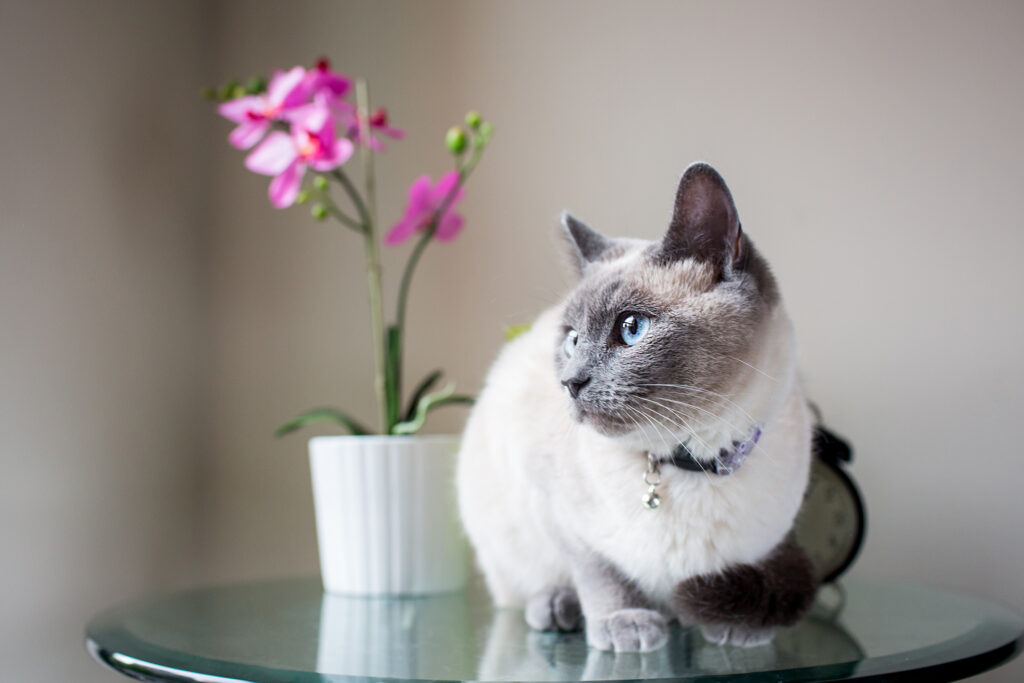 cat sits on a glass table with an orchid behind her