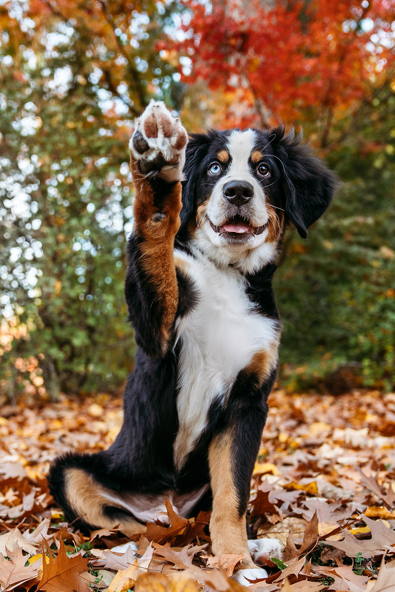 puppy dog raises paw up on a fall day in Oregon