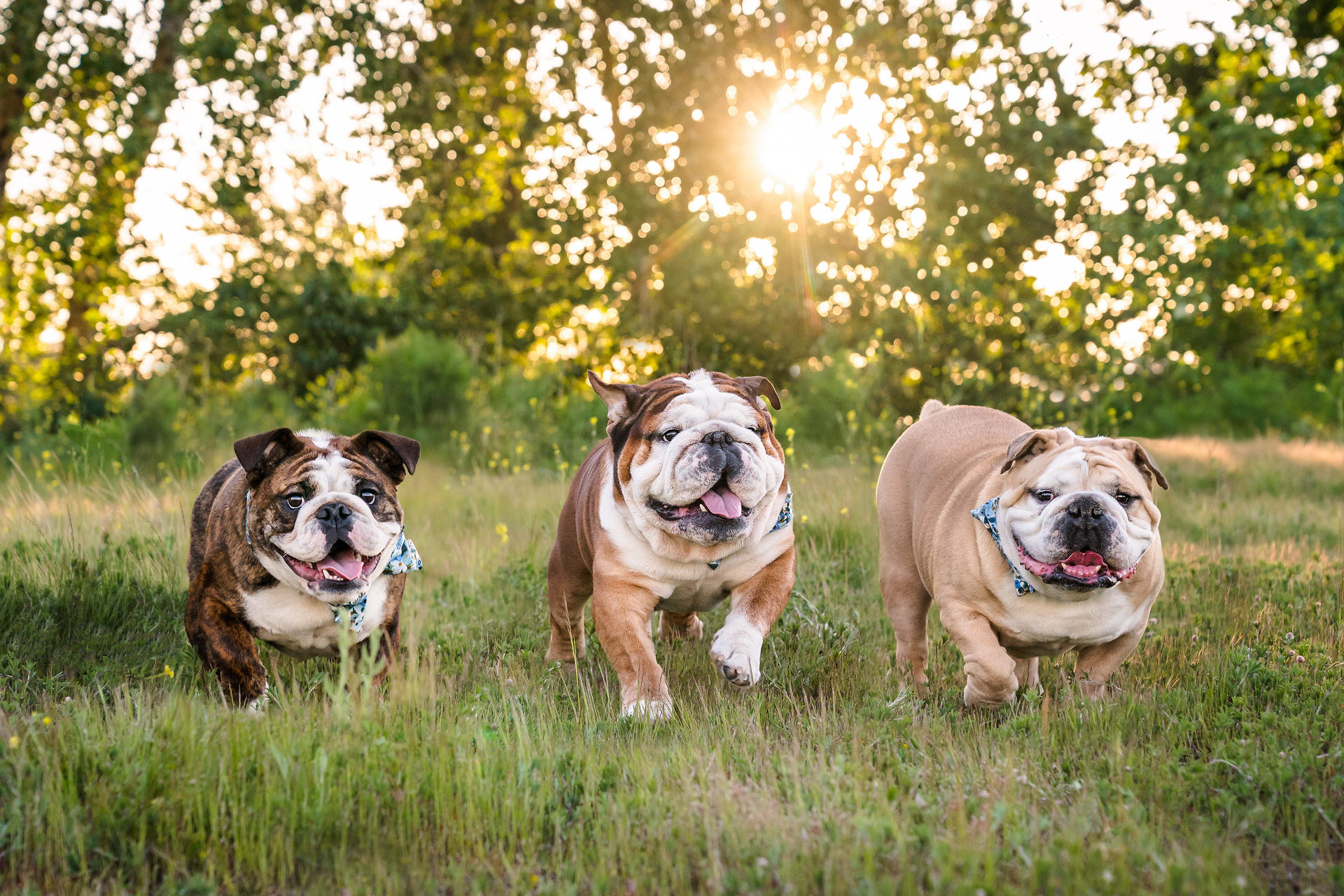 Three bulldogs run through a field in Vancouver Washington