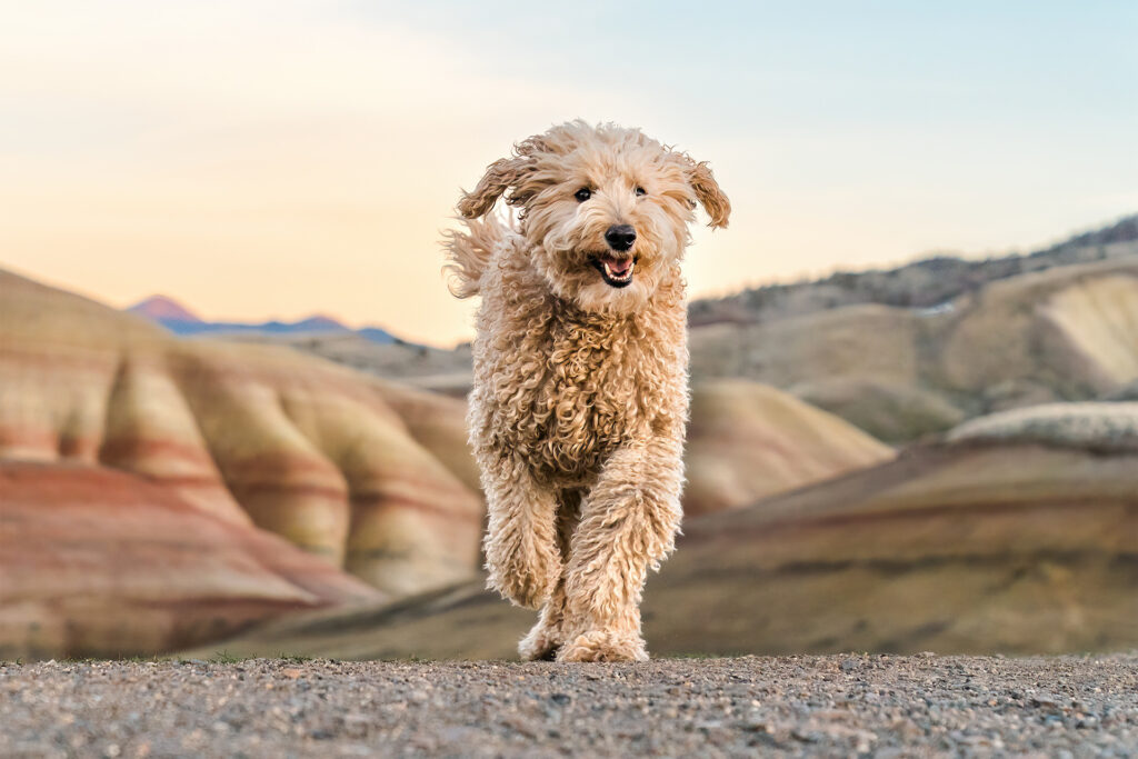 Labradoodle runs at the Painted Hills in Oregon