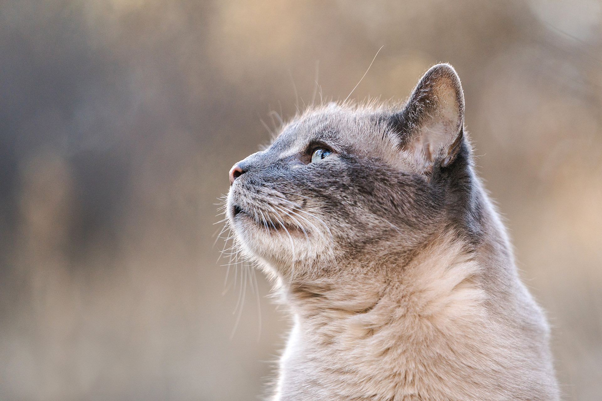 cat looks to the side while outside