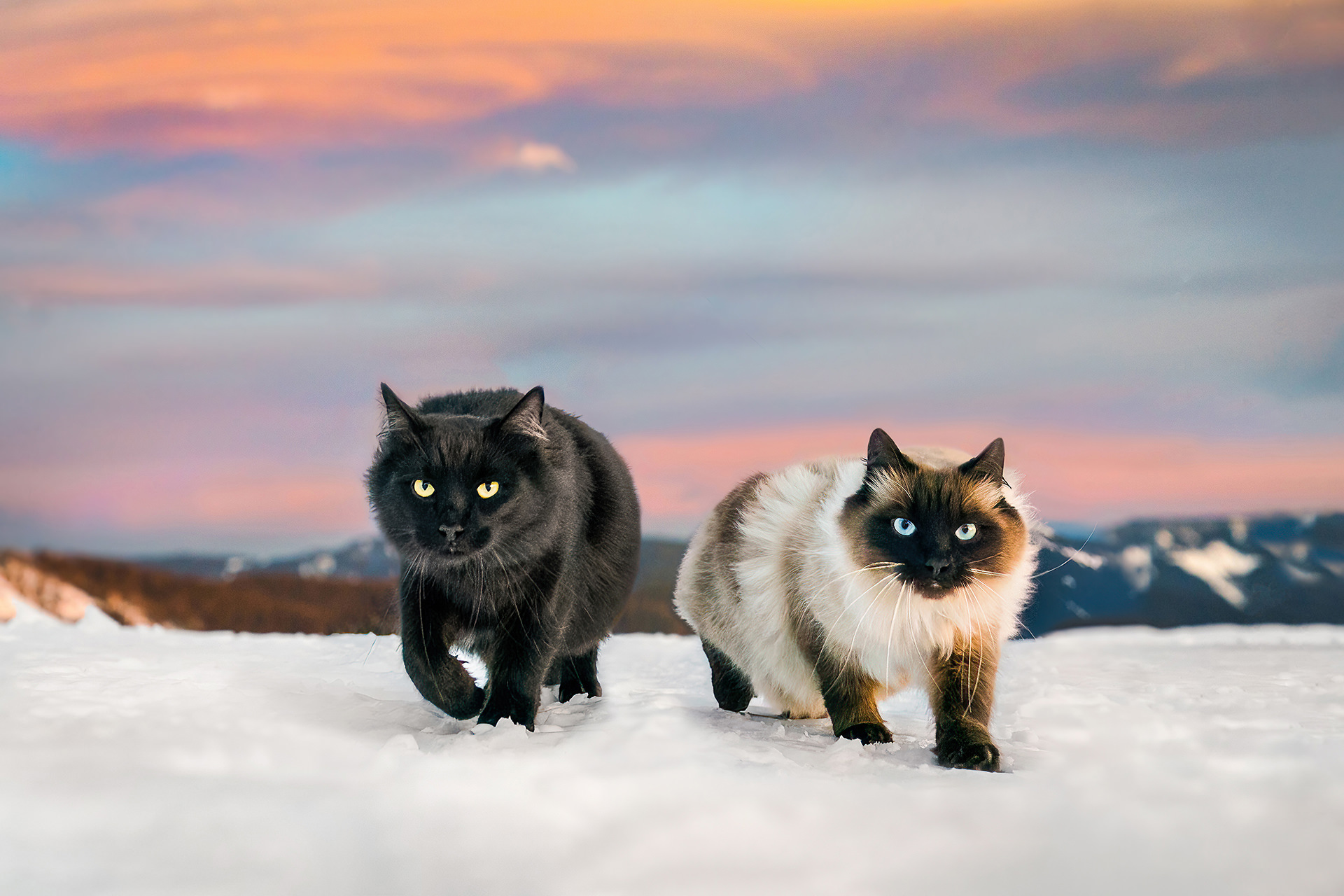 two cats walking through the snow with a sunset behind them
