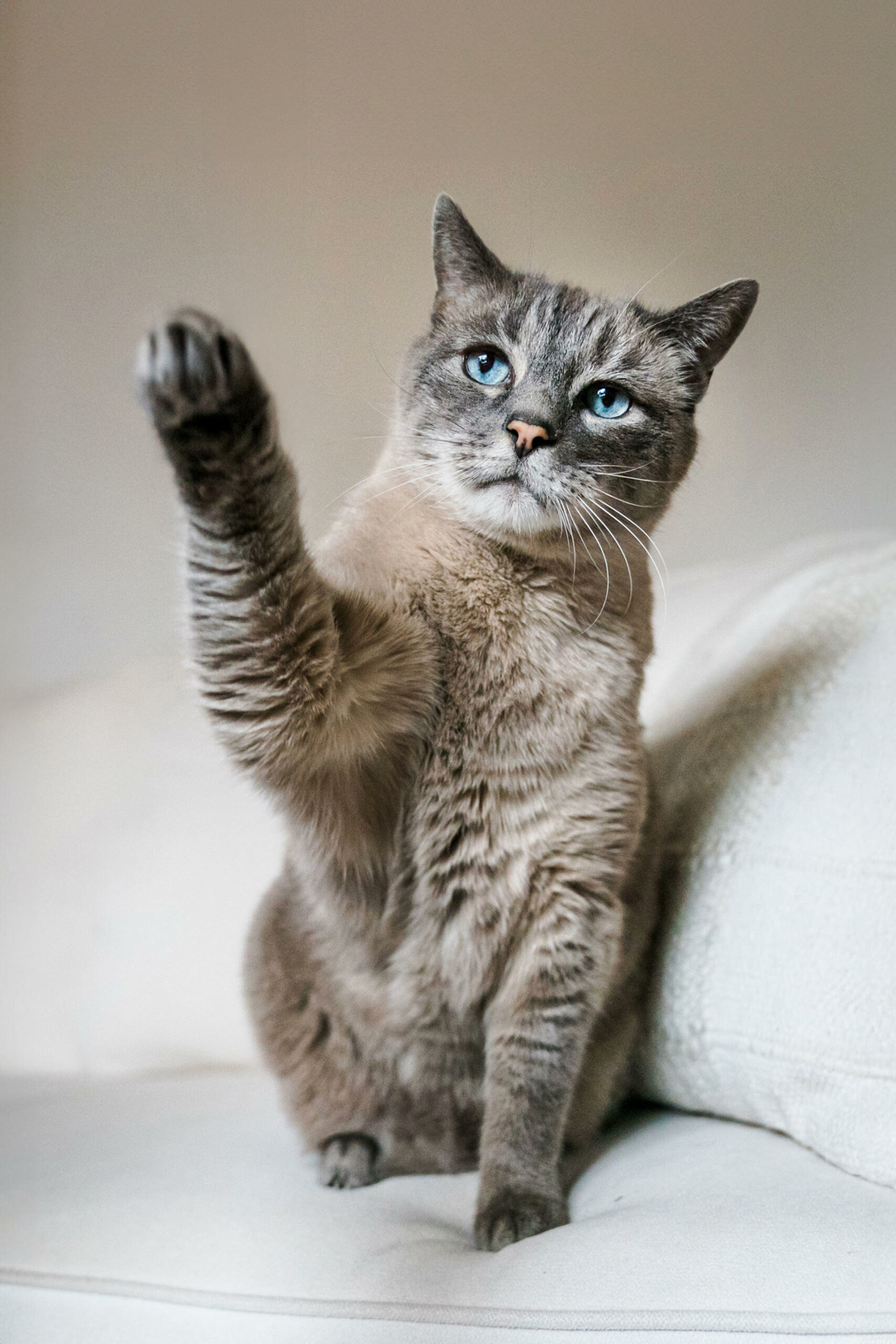Lindsay Baca, cat photographer in Bend, Oregon