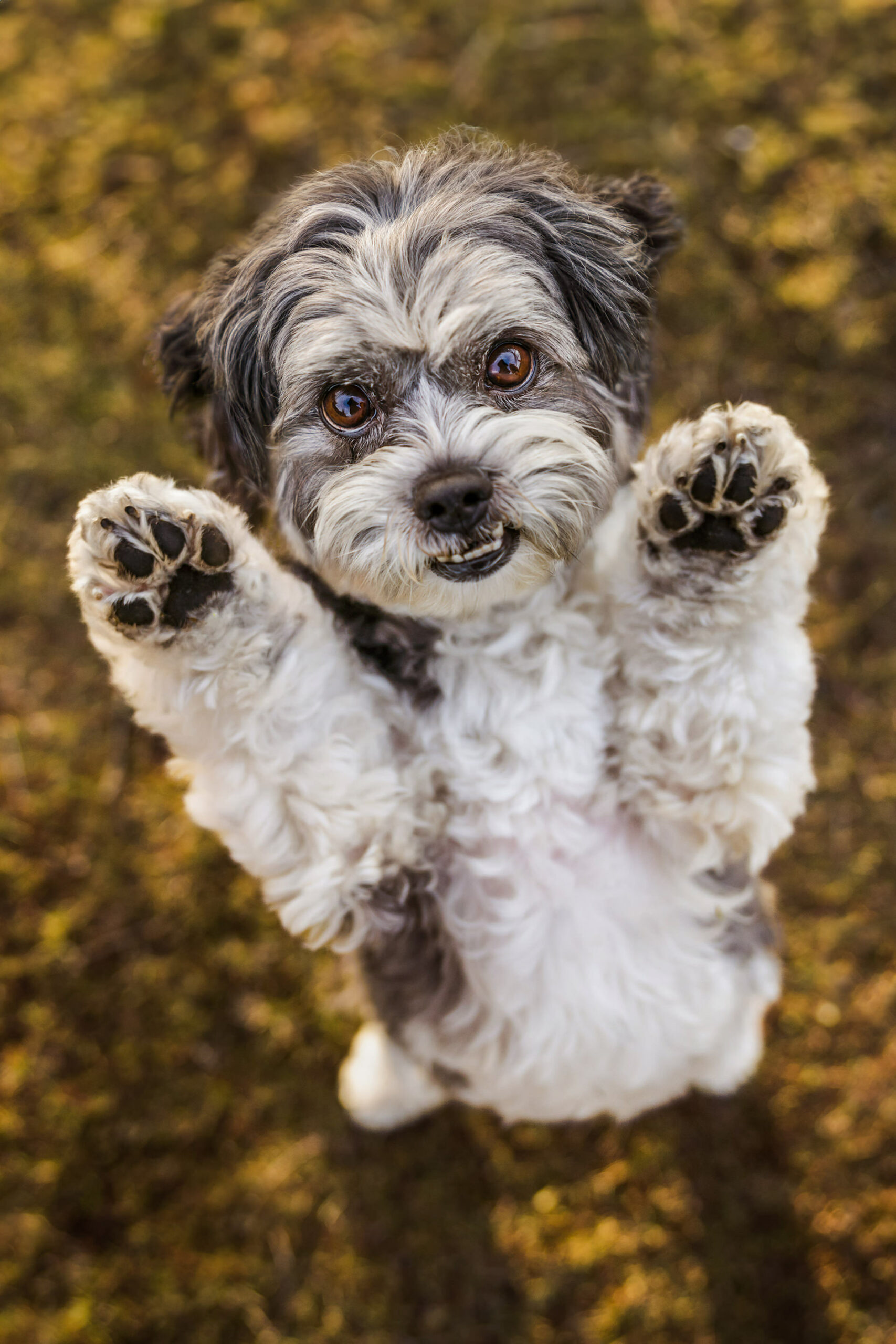 Lindsay Baca, dog photographer in Portland, Oregon
