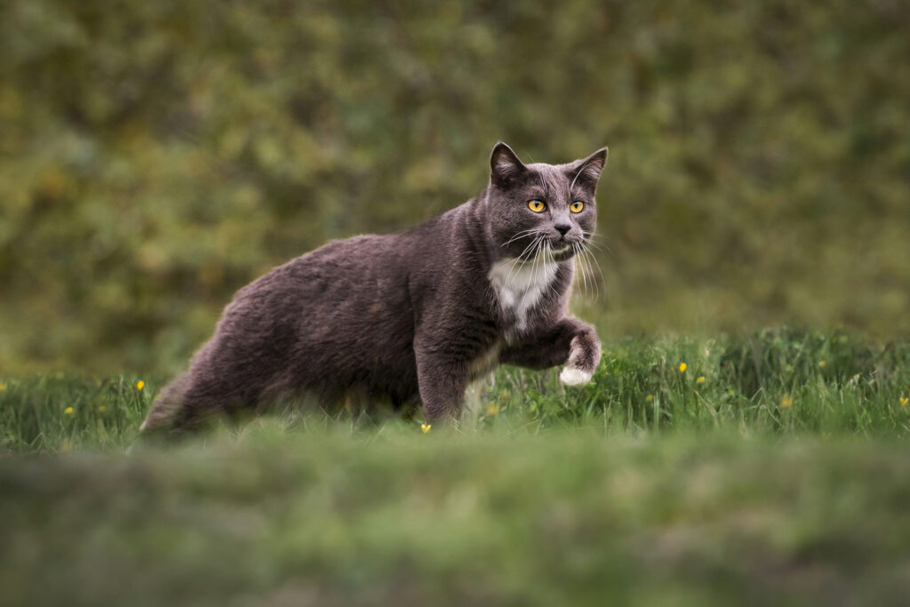 cat walking through field of grass