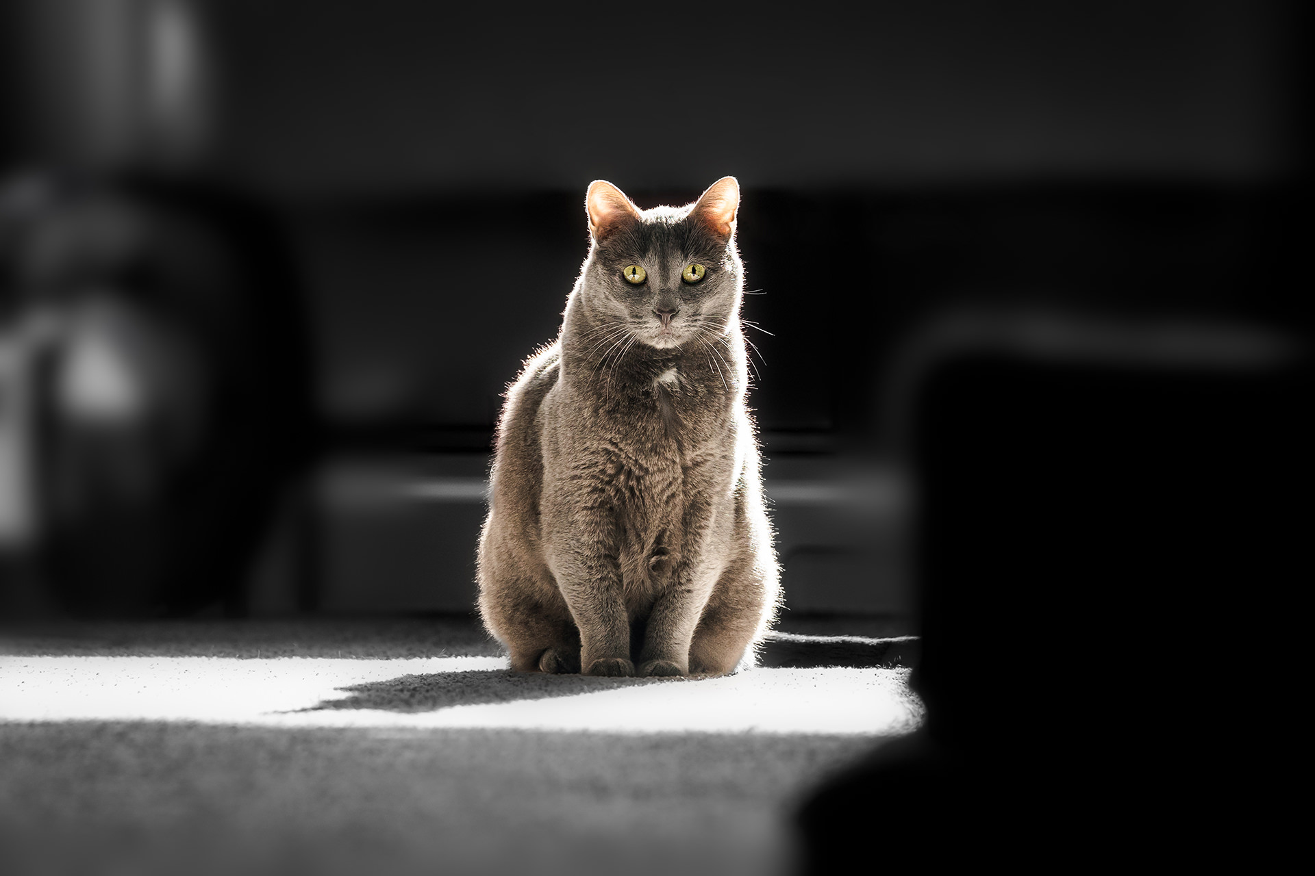 cat sits in backlight