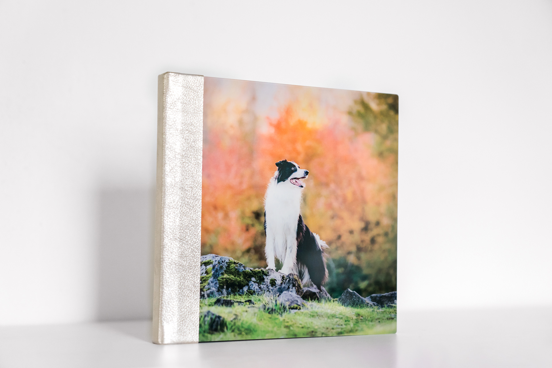Canvas print of dog in autumn scenery.