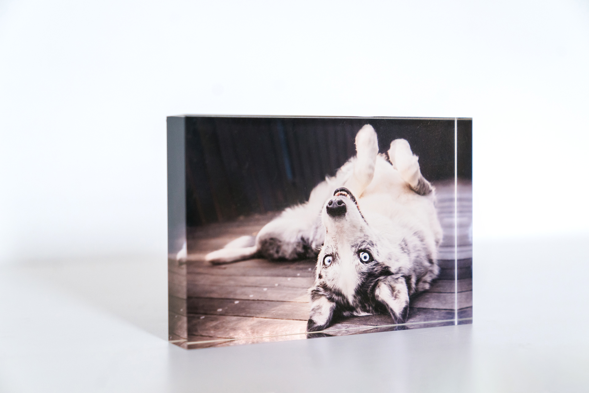 Acrylic print of playful husky on back.