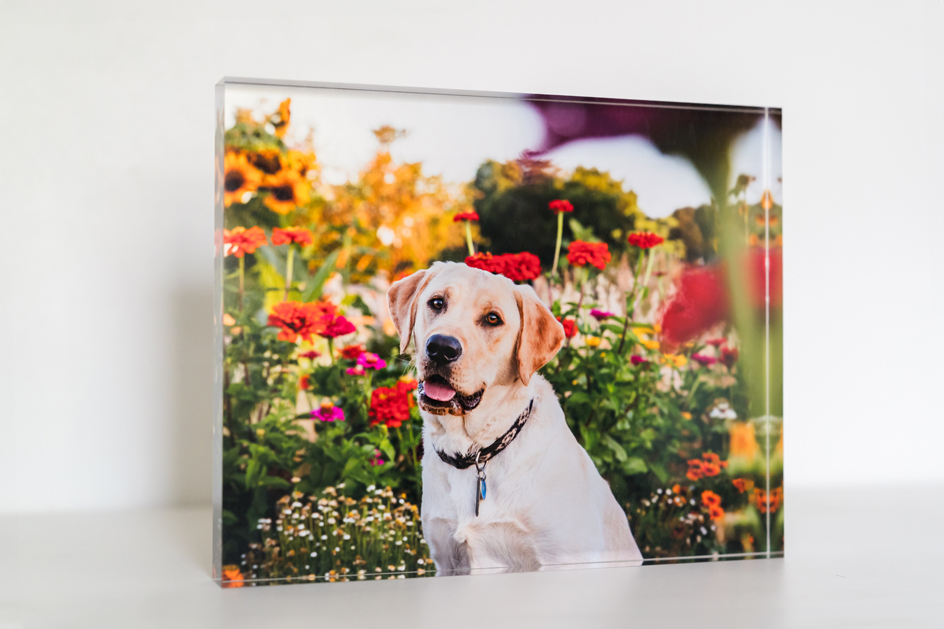 Framed photo of a Labrador in a flower garden.