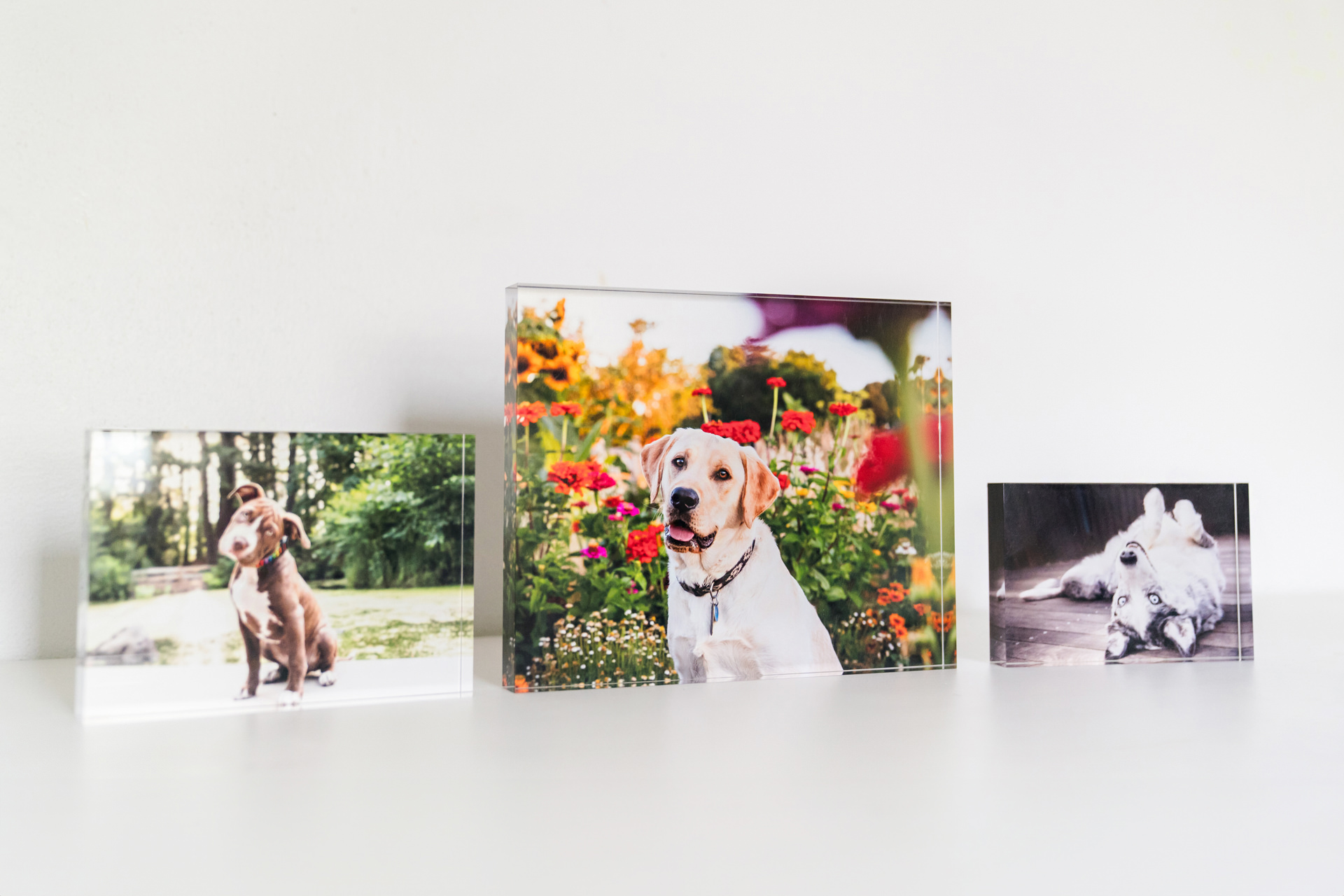 Three framed photos of dogs displayed on shelf.