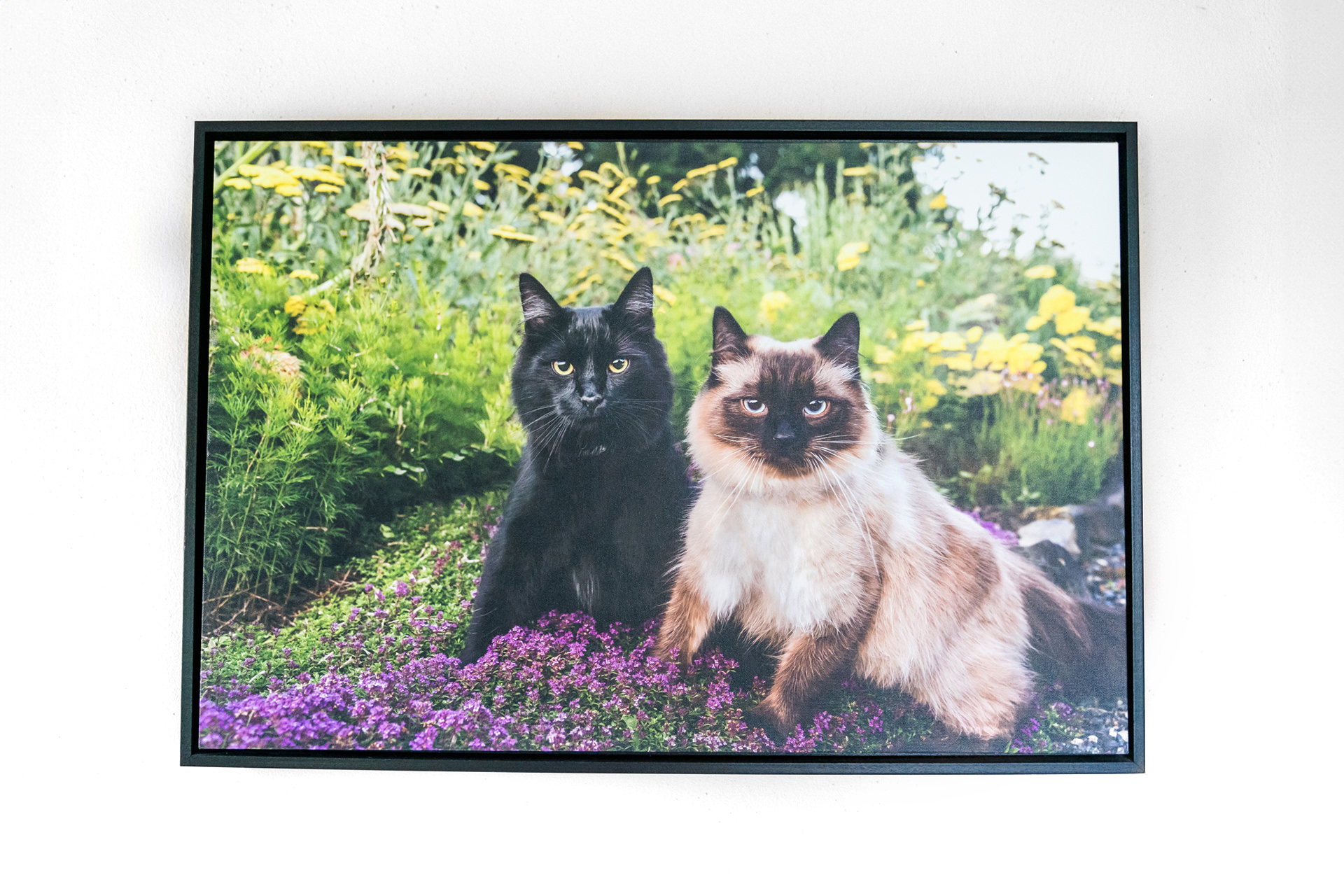 Two cats sitting in a garden with flowers