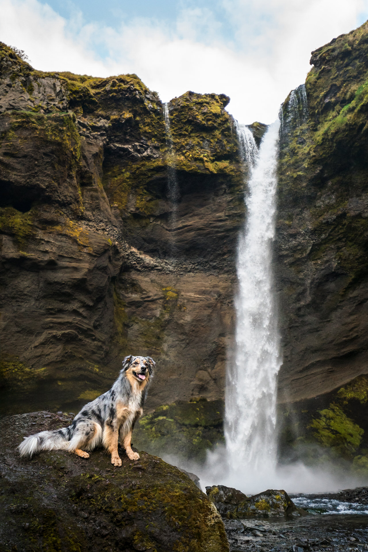 Dog sitting in front of waterfall in Iceland.