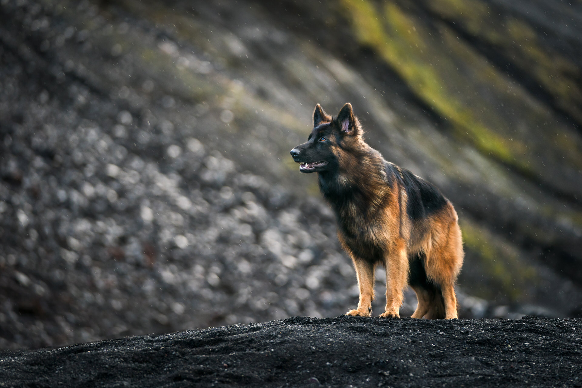 Alert German Shepherd outdoors on rocky terrain in Iceland.