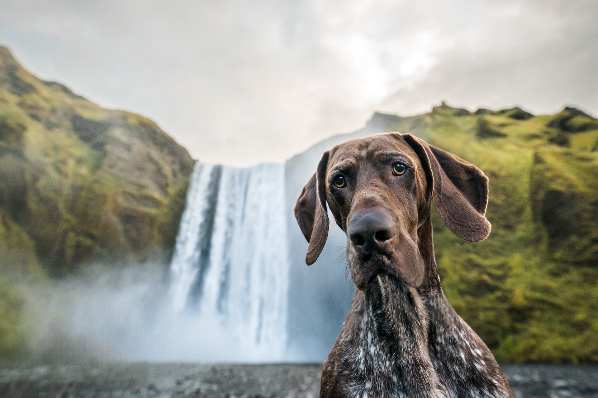 Dog in front of a scenic waterfall at Skógafoss in Iceland