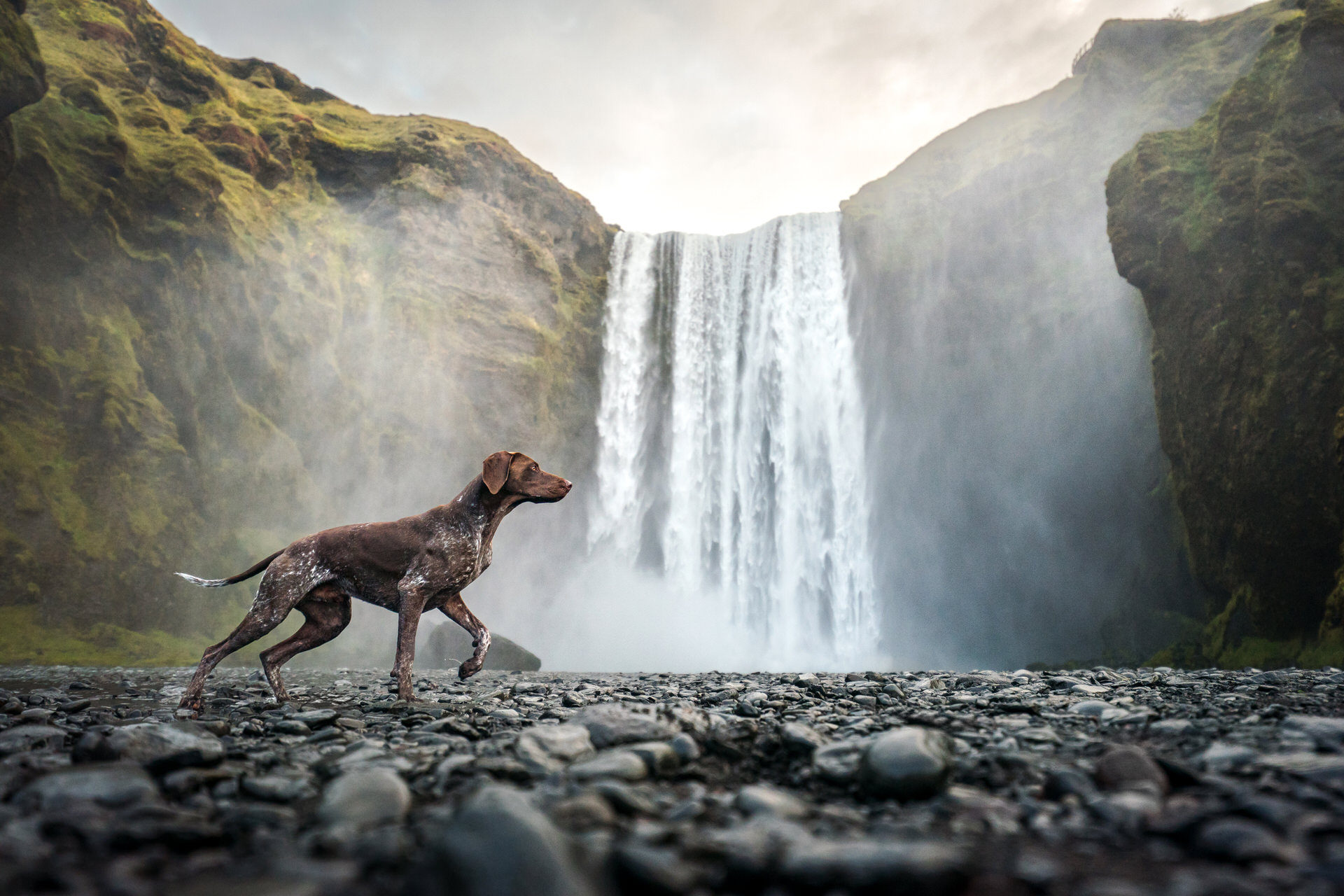 Dog walking before majestic waterfall landscape at Skógafoss in Iceland