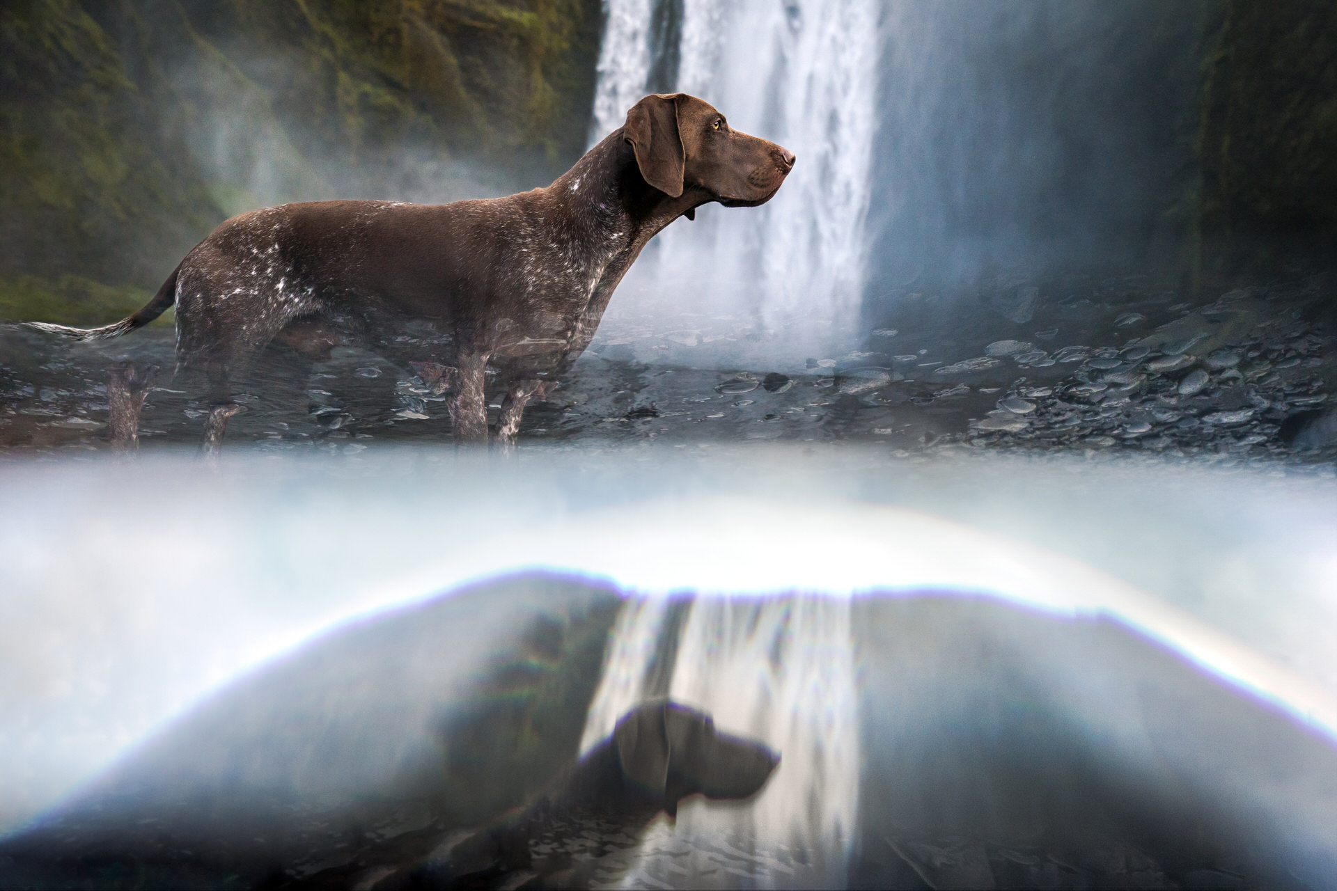 Brown dog near misty waterfall with rainbow reflection at Skógafoss in Iceland