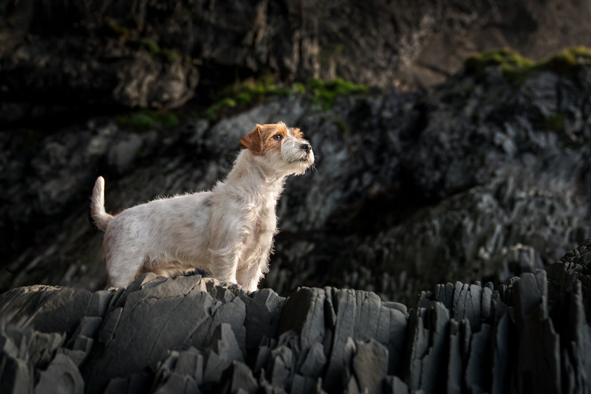 Dog standing on rugged rocks outdoors at Reynisfjara Black Sand Beach, Iceland