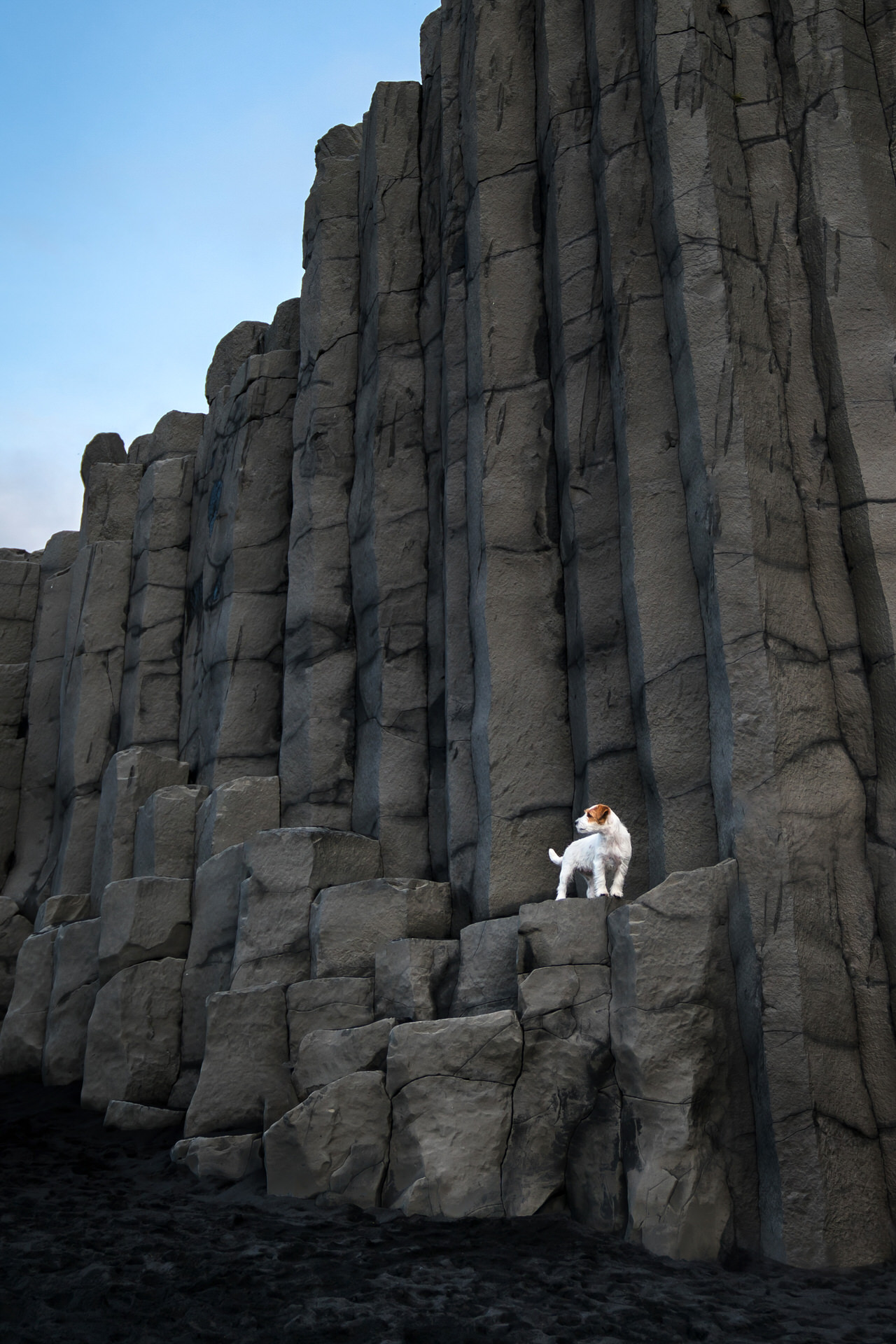 Dog on basalt column rock formation at Reynisfjara Black Sand Beach, Iceland