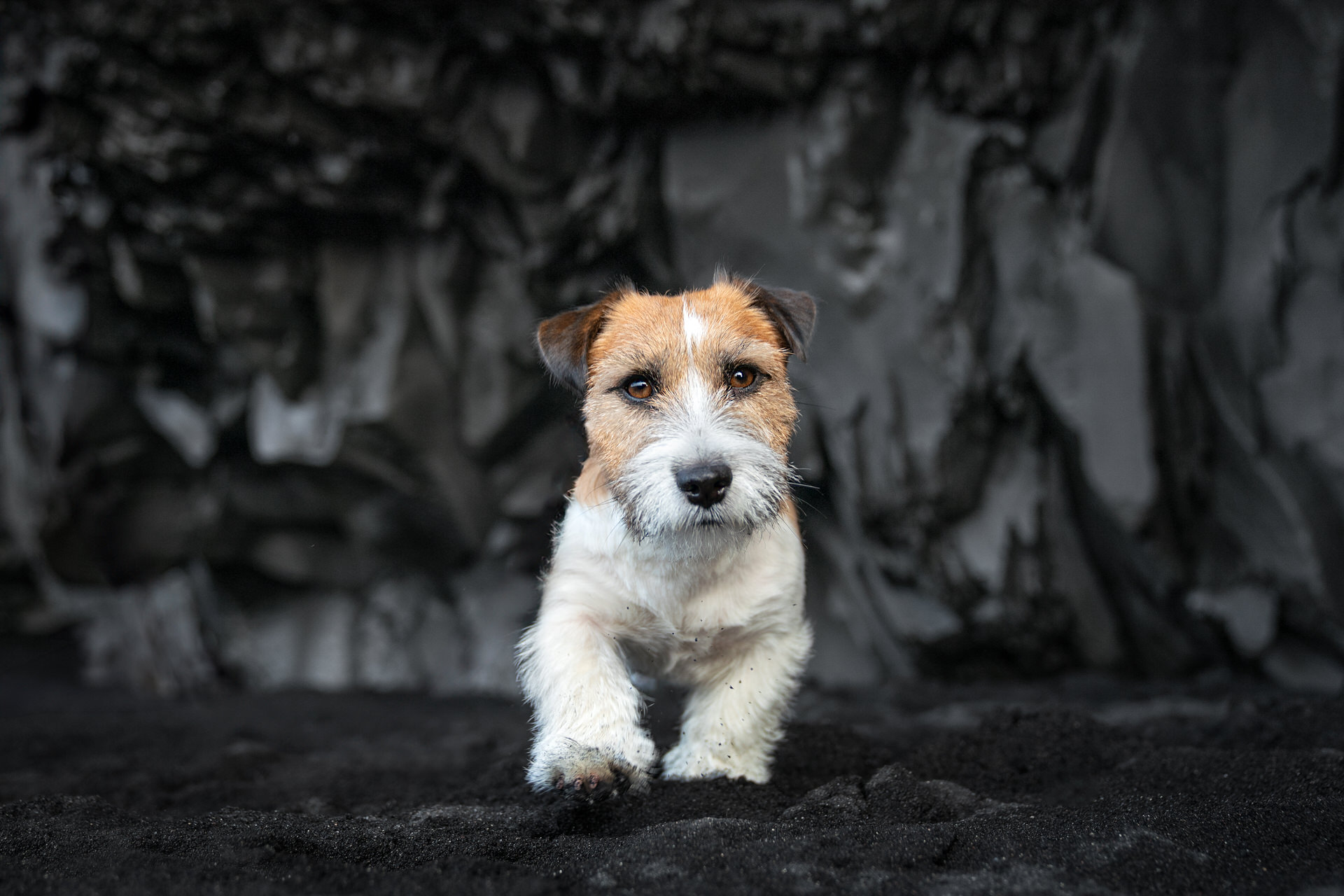 Jack Russell Terrier against dark basalt columns at Reynisfjara Black Sand Beach, Iceland
