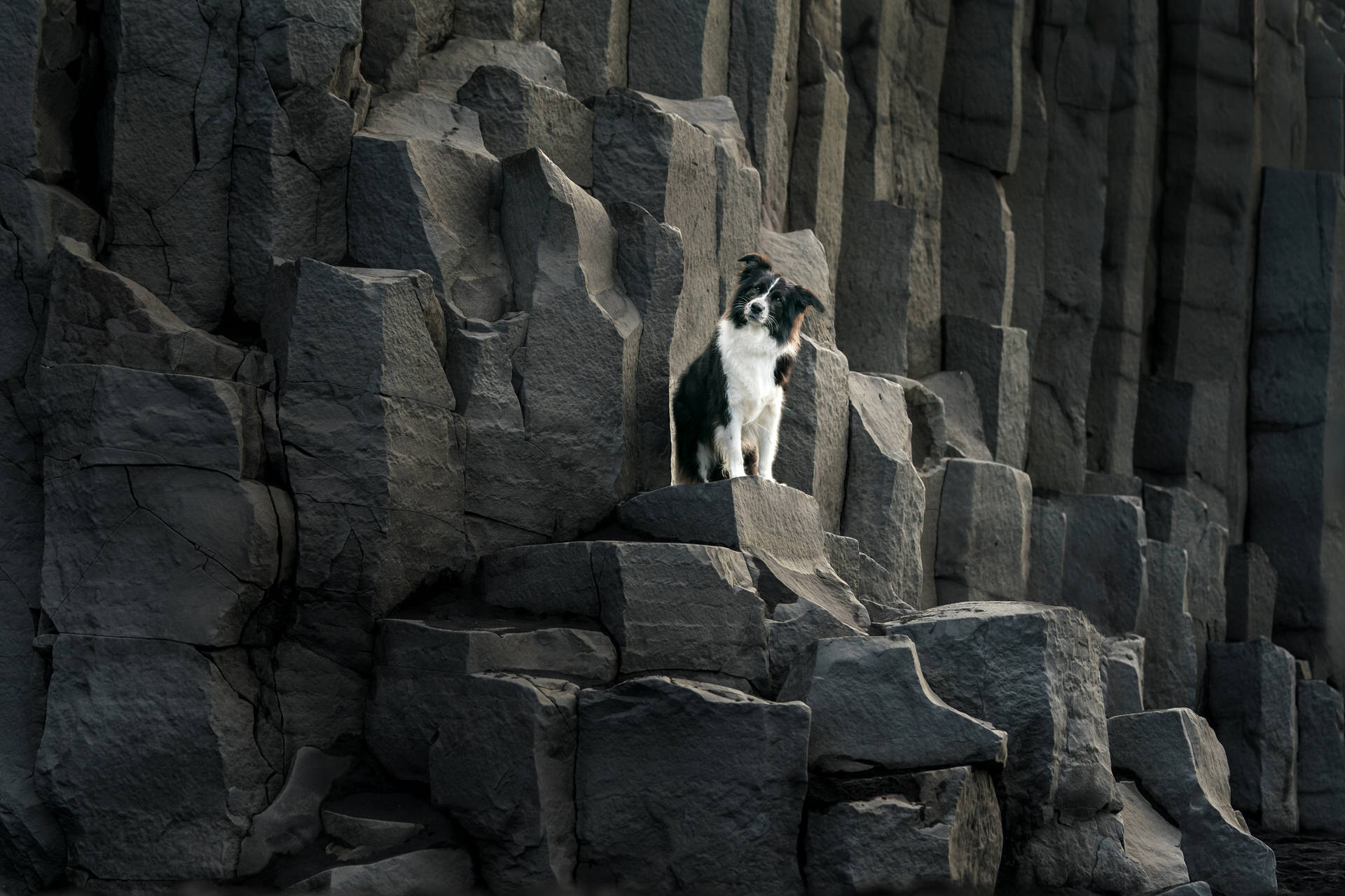 Dog standing on basalt rock columns in Reynisfjara Black Sand Beach, Iceland