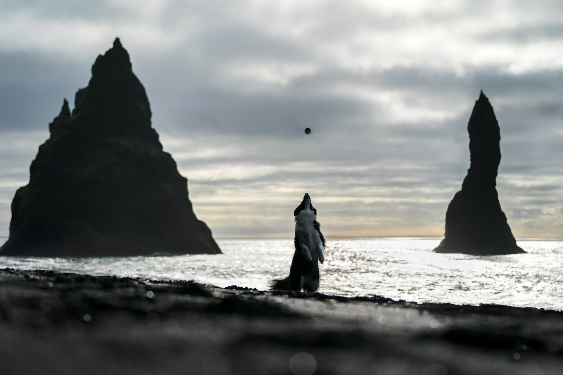 Dog playing with ball on beach by sea stacks at Reynisfjara Black Sand Beach, Iceland