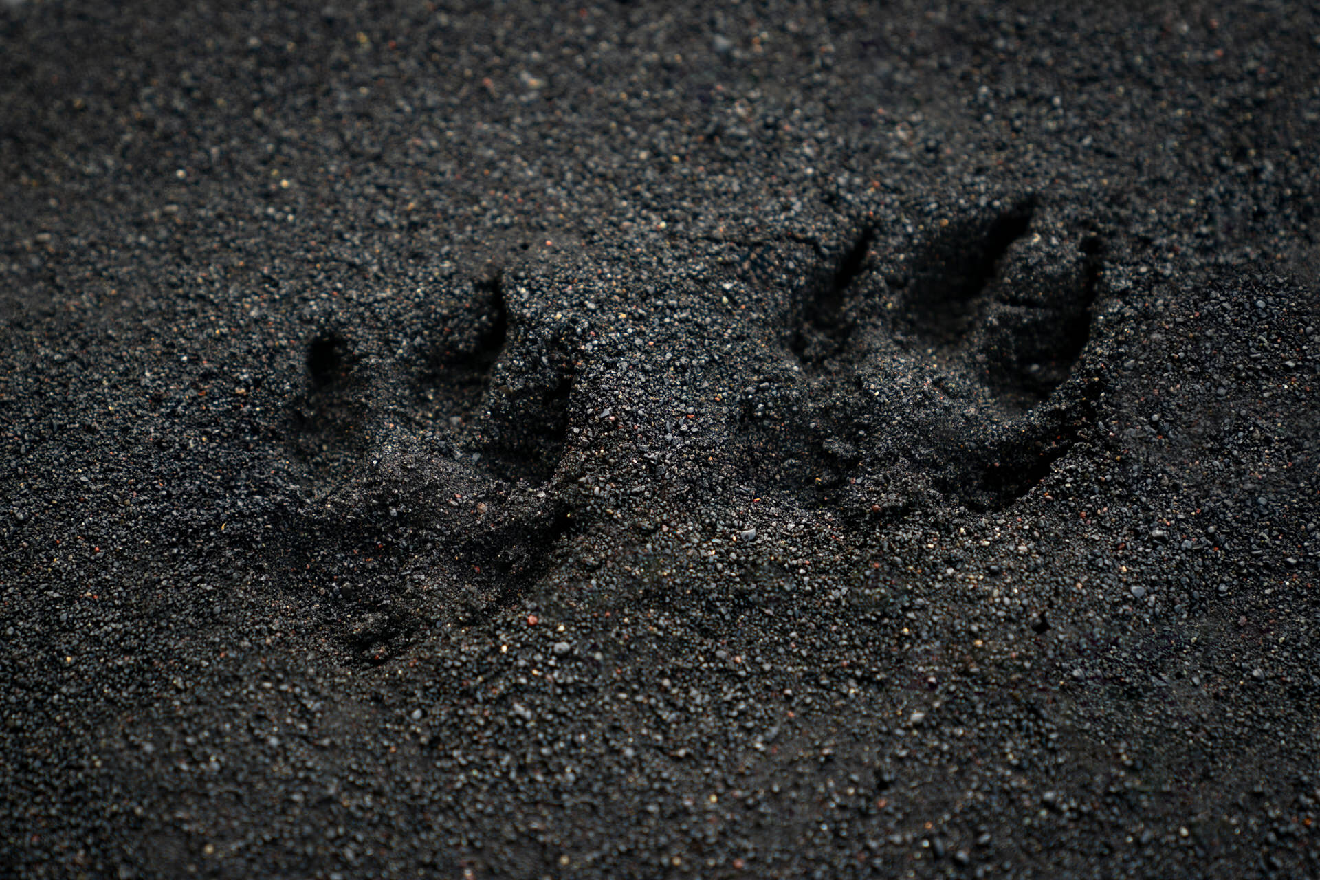 Dog paw prints on black sand at Reynisfjara Black Sand Beach, Iceland