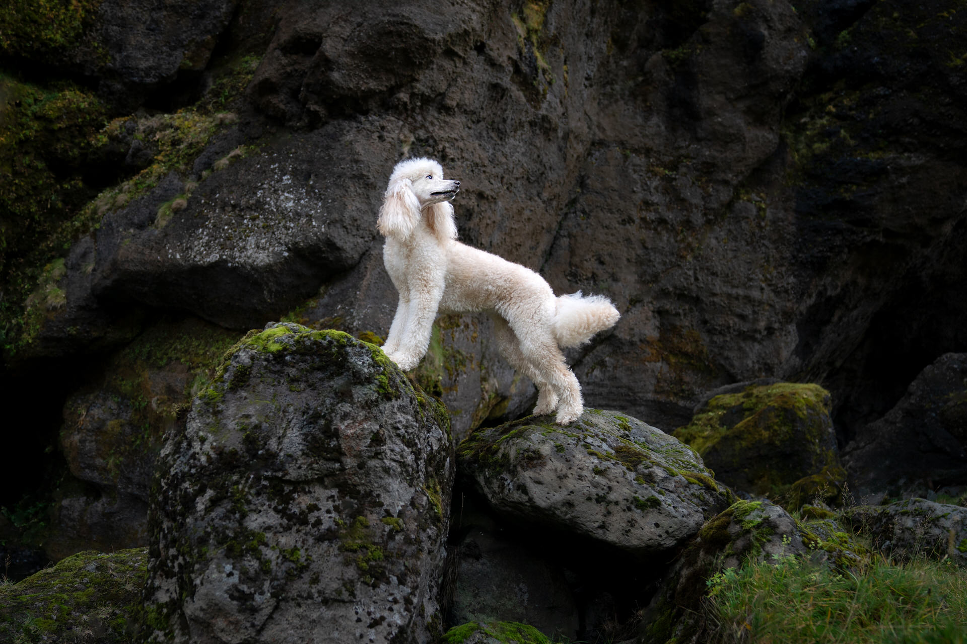 White poodle on mossy rock outdoors in Iceland