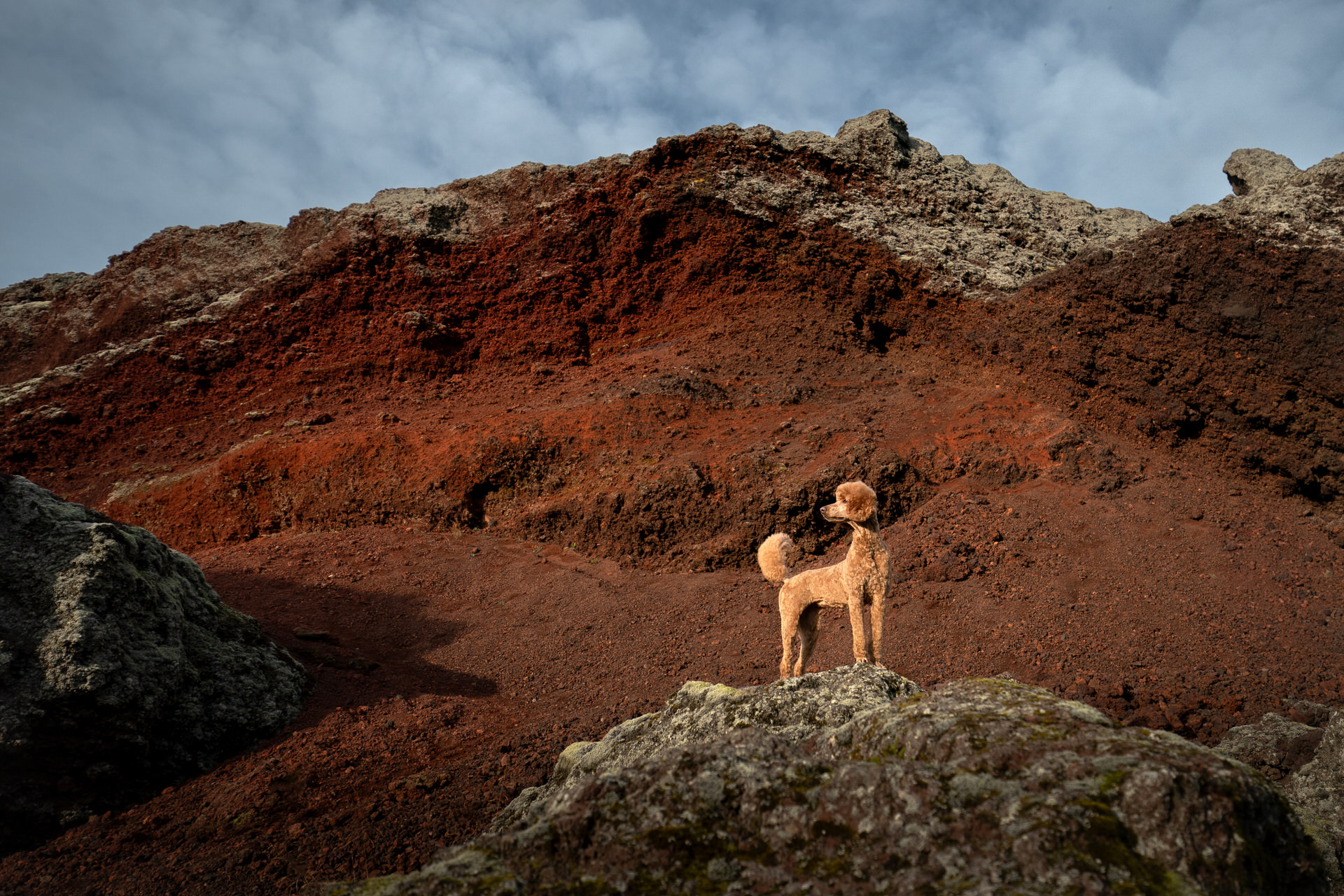 Dog on red rocky terrain under cloudy sky in Iceland