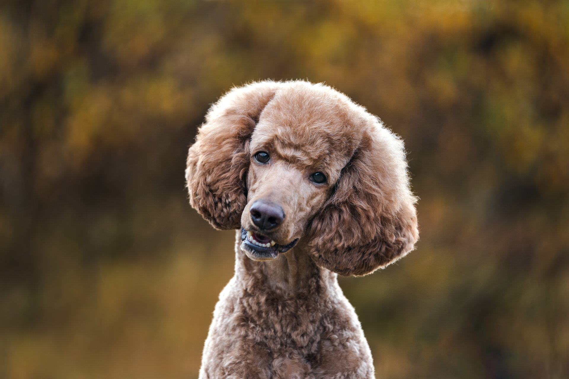 Brown poodle dog autumn background in Iceland