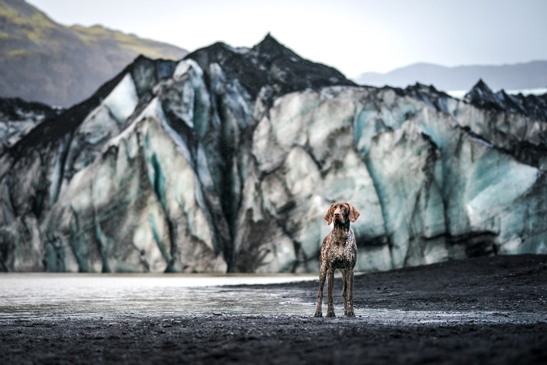 Dog in front of glacier terrain In Iceland
